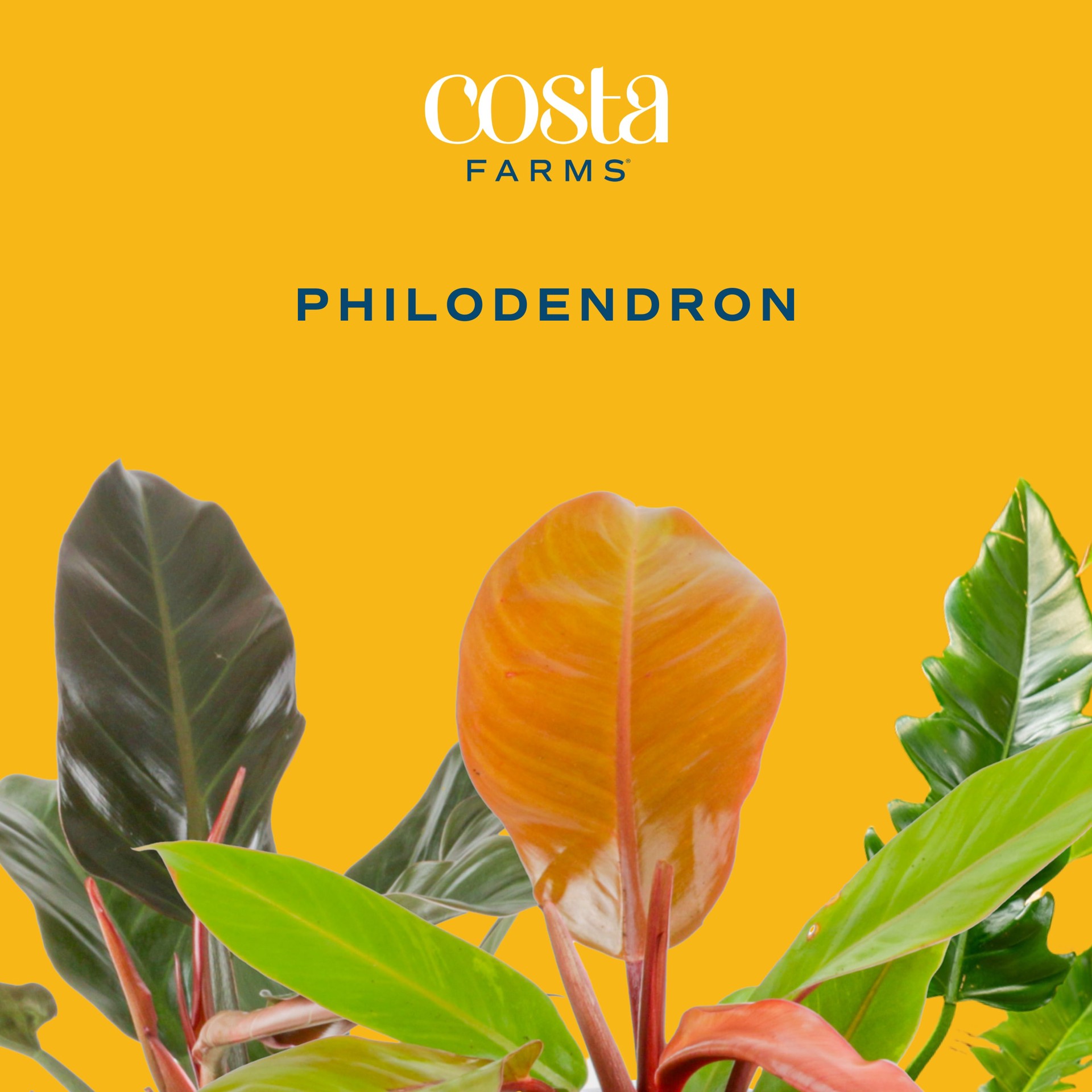 slide 2 of 6, Lowe's Philodendron House plant in 1.72 Gallon(s) Planter 1 -Pack, 1 ct