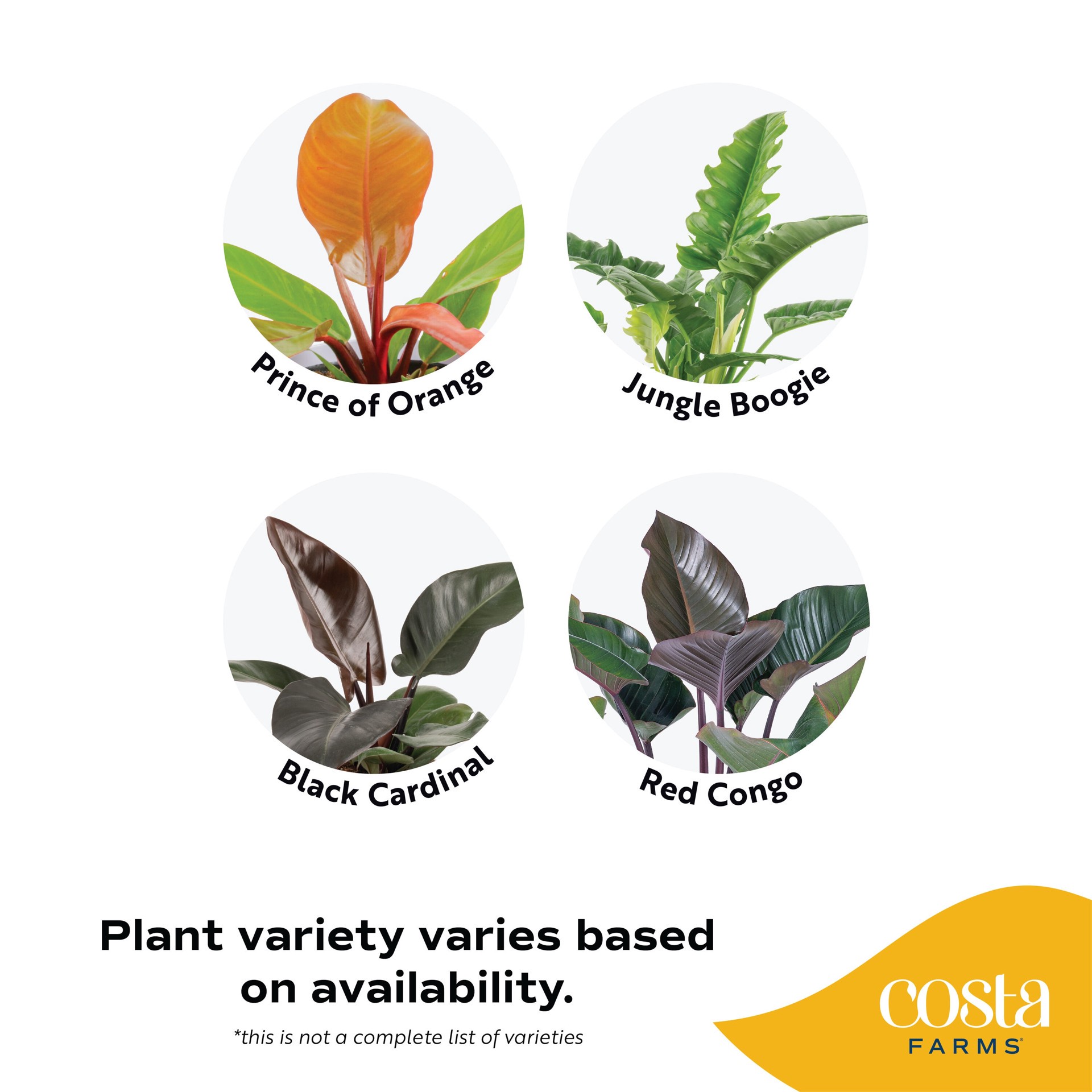 slide 3 of 6, Lowe's Philodendron House plant in 1.72 Gallon(s) Planter 1 -Pack, 1 ct