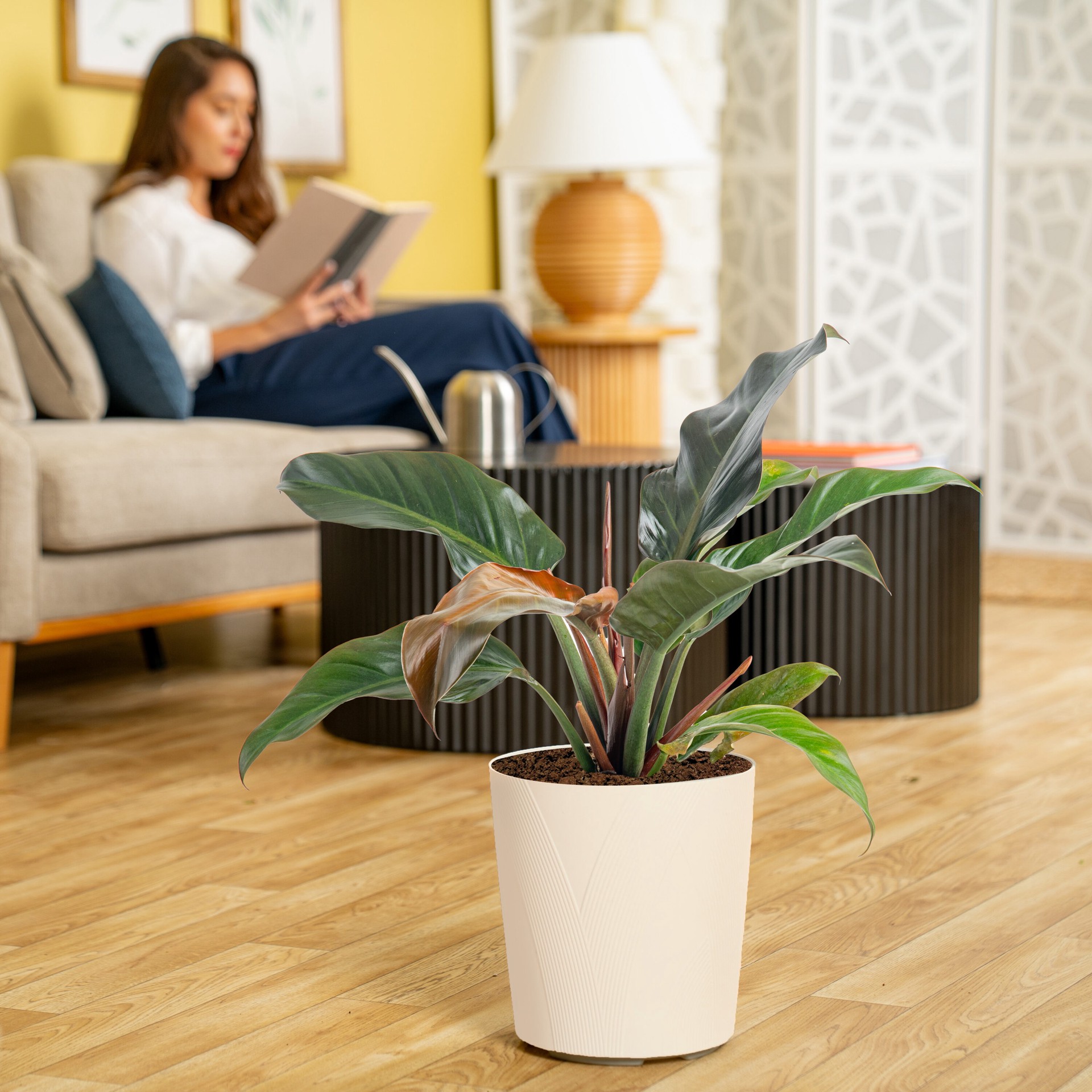 slide 4 of 6, Lowe's Philodendron House plant in 1.72 Gallon(s) Planter 1 -Pack, 1 ct