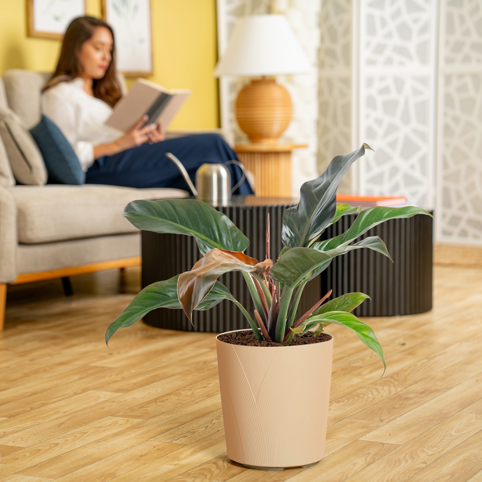 slide 5 of 6, Lowe's Philodendron House plant in 1.72 Gallon(s) Planter 1 -Pack, 1 ct