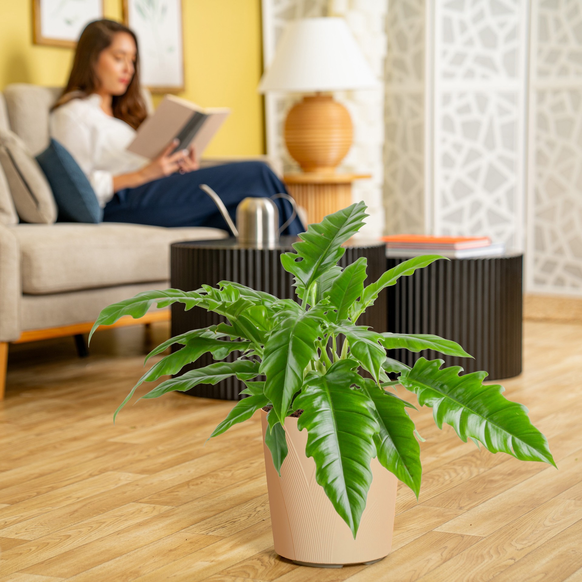 slide 6 of 6, Lowe's Philodendron House plant in 1.72 Gallon(s) Planter 1 -Pack, 1 ct