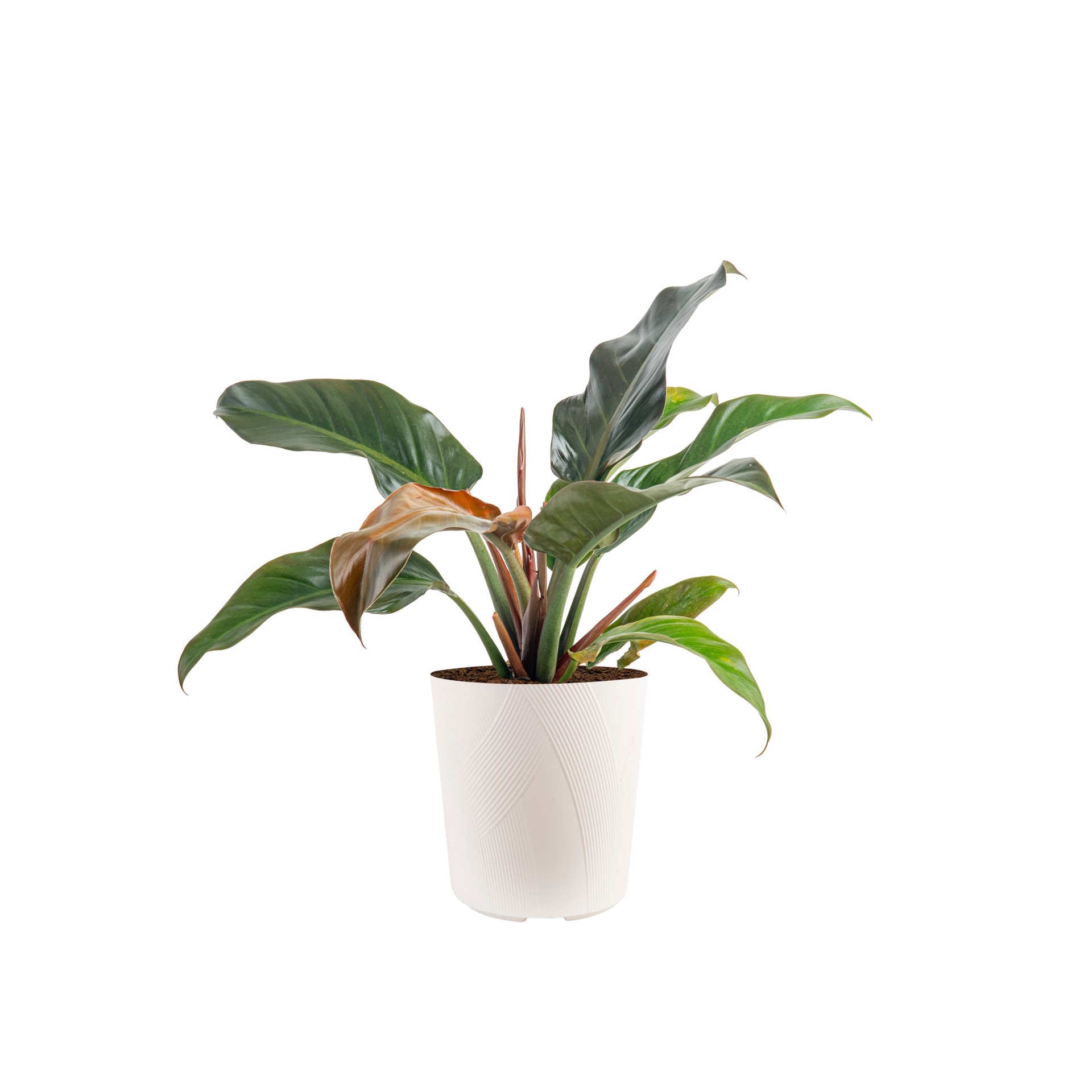 slide 1 of 6, Lowe's Philodendron House plant in 1.72 Gallon(s) Planter 1 -Pack, 1 ct