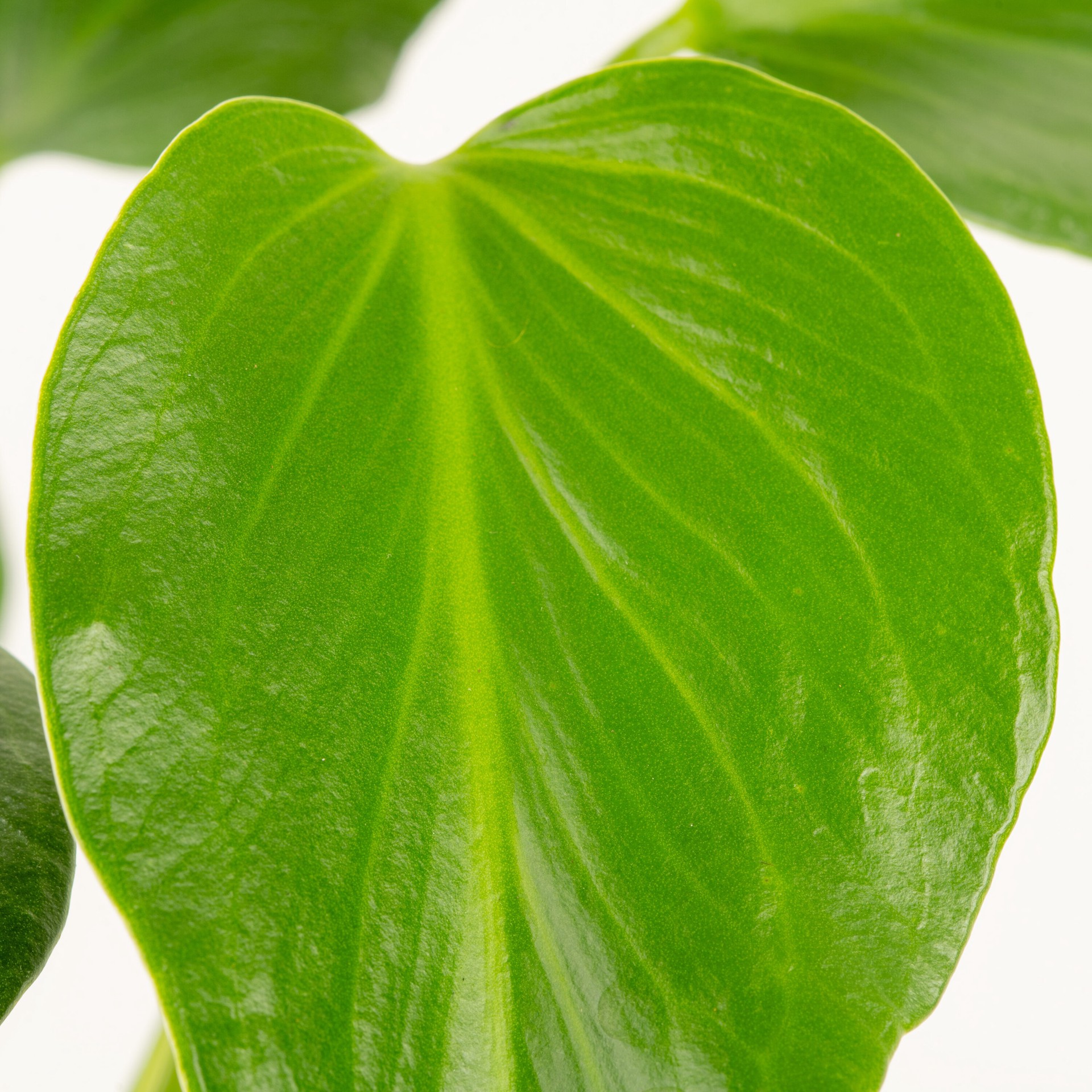 slide 2 of 6, Costa Farms Trending Tropicals Monstera House plant in 1.4 Quart(s) Self-watering pot 1 -Pack, 1 ct