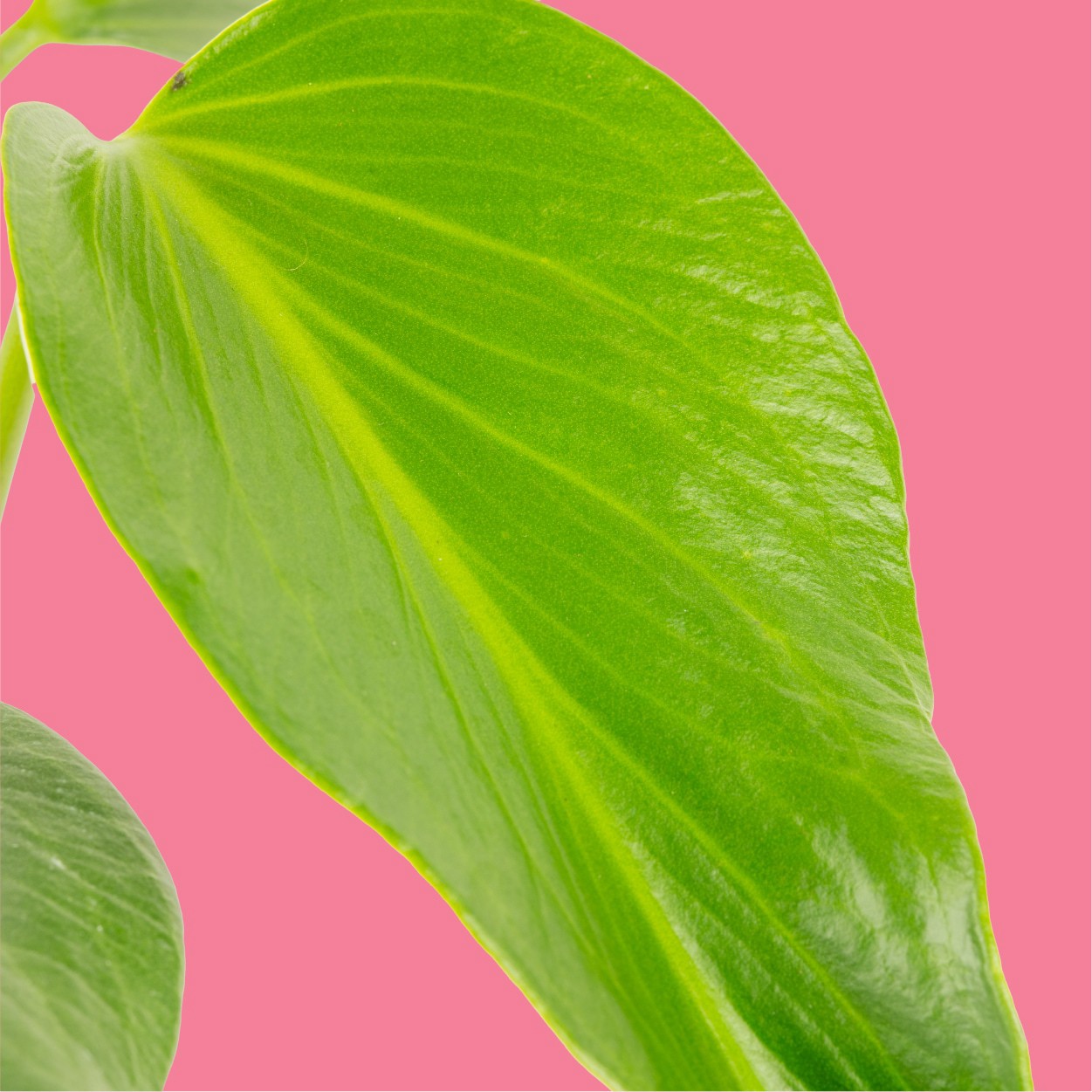 slide 3 of 6, Costa Farms Trending Tropicals Monstera House plant in 1.4 Quart(s) Self-watering pot 1 -Pack, 1 ct