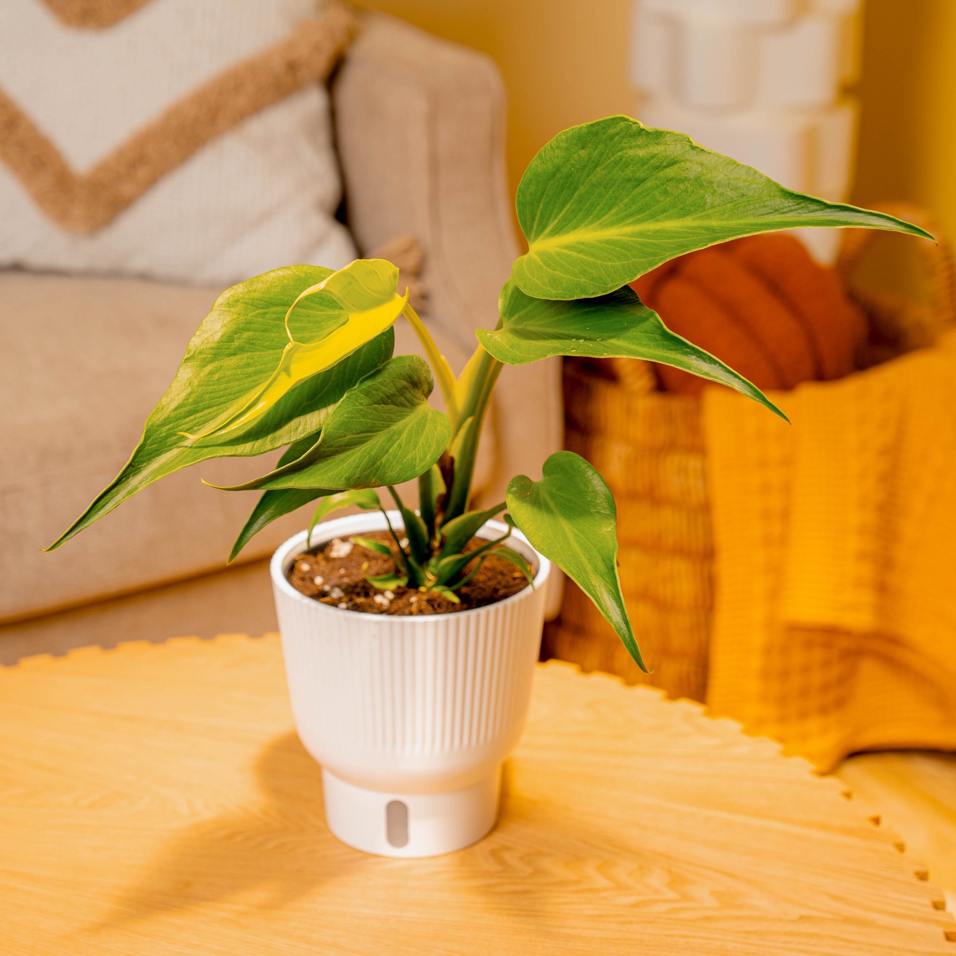 slide 4 of 6, Costa Farms Trending Tropicals Monstera House plant in 1.4 Quart(s) Self-watering pot 1 -Pack, 1 ct