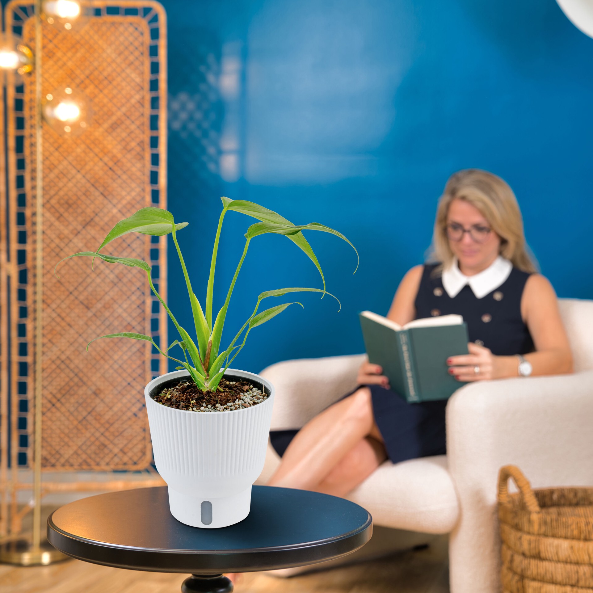 slide 5 of 6, Costa Farms Trending Tropicals Monstera House plant in 1.4 Quart(s) Self-watering pot 1 -Pack, 1 ct