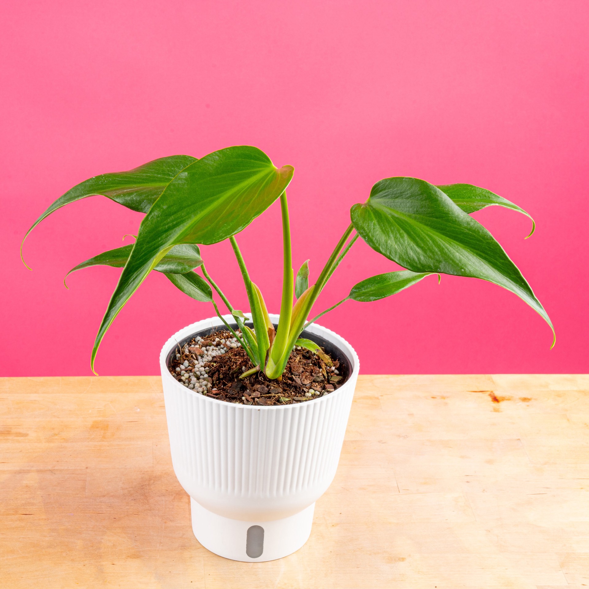 slide 6 of 6, Costa Farms Trending Tropicals Monstera House plant in 1.4 Quart(s) Self-watering pot 1 -Pack, 1 ct