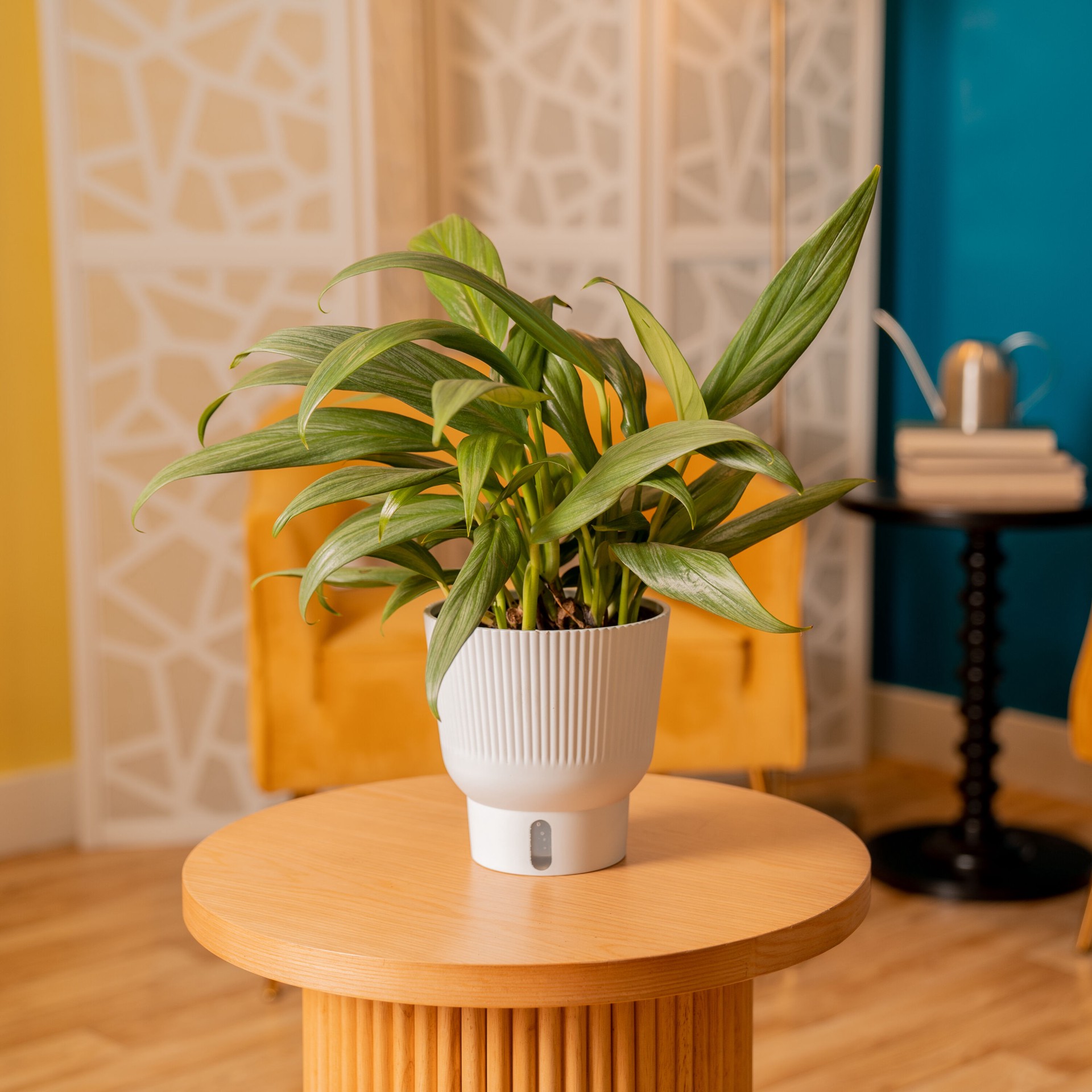 slide 4 of 6, Costa Farms Pothos House plant in 1.4 Quart(s) Self-watering pot 1 -Pack, 1 ct