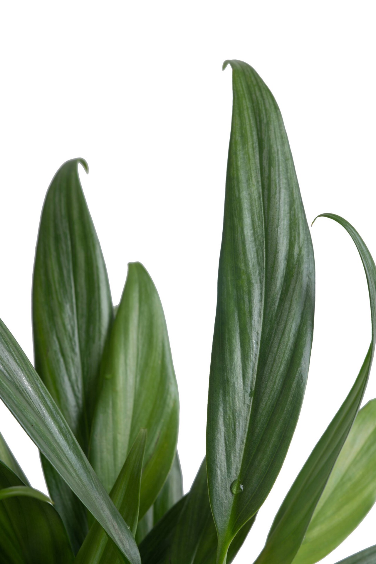 slide 6 of 6, Costa Farms Pothos House plant in 1.4 Quart(s) Self-watering pot 1 -Pack, 1 ct