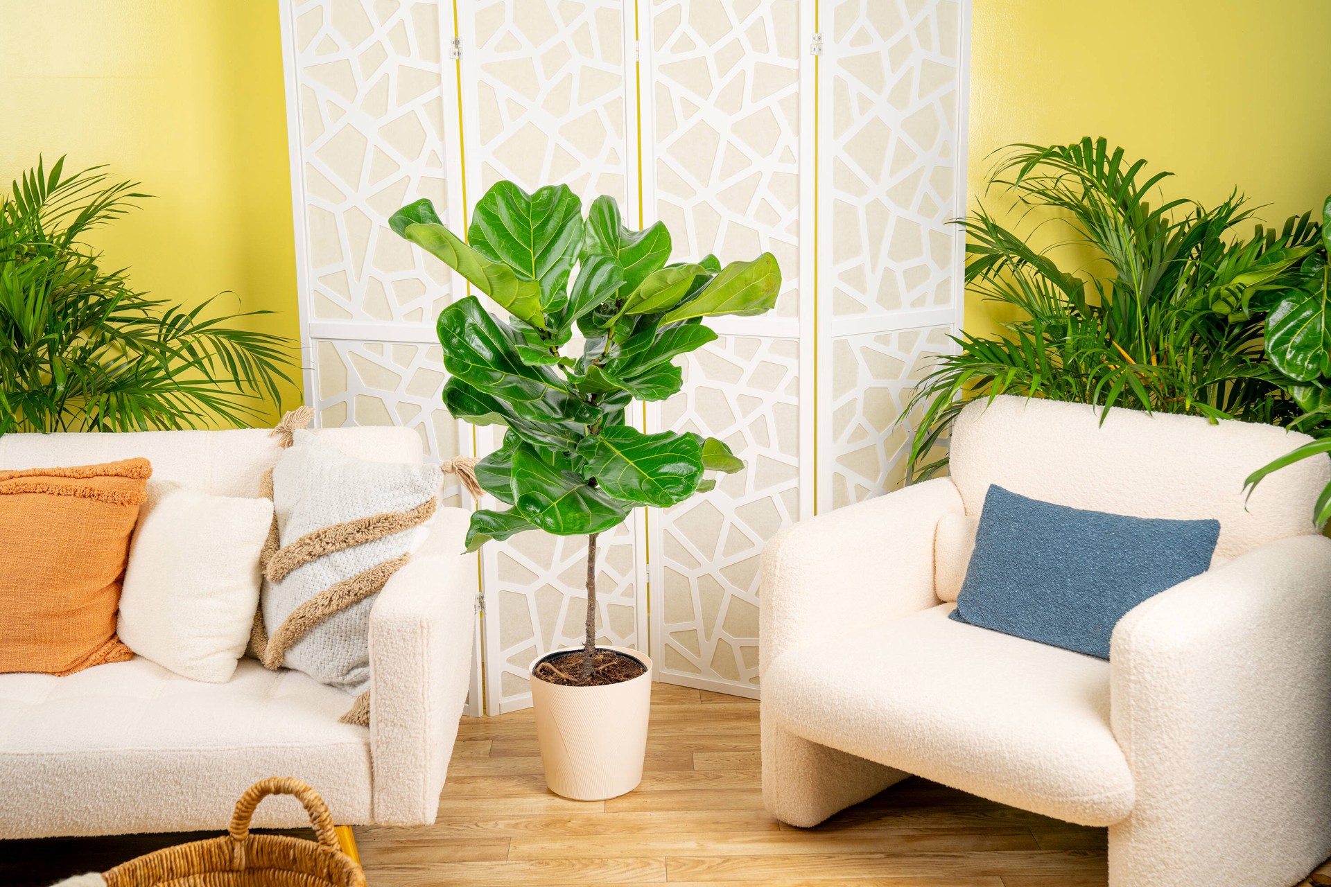 slide 3 of 6, Lowe's Ficus House plant in 1.72 Gallon(s) Planter 1 -Pack, 1 ct