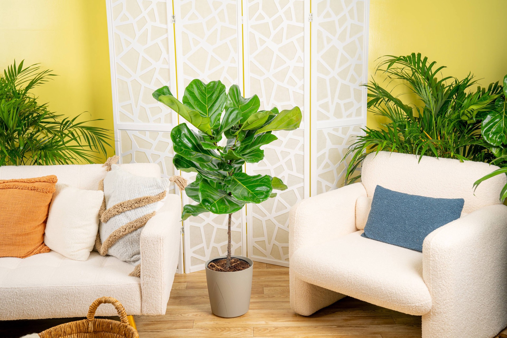 slide 4 of 6, Lowe's Ficus House plant in 1.72 Gallon(s) Planter 1 -Pack, 1 ct