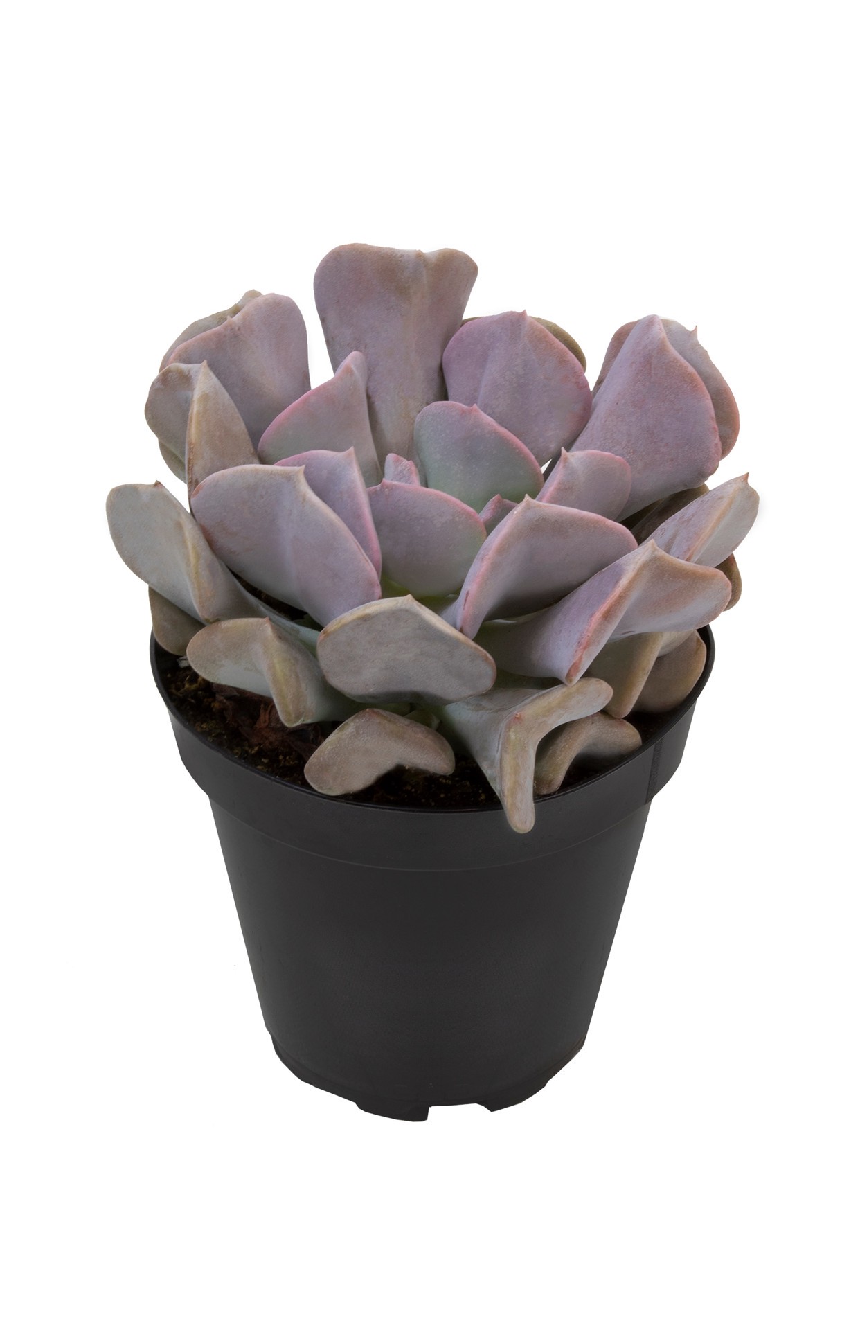 slide 2 of 4, Lowe's 1 -Pack Succulent in 4 -oz Pot, 1 ct