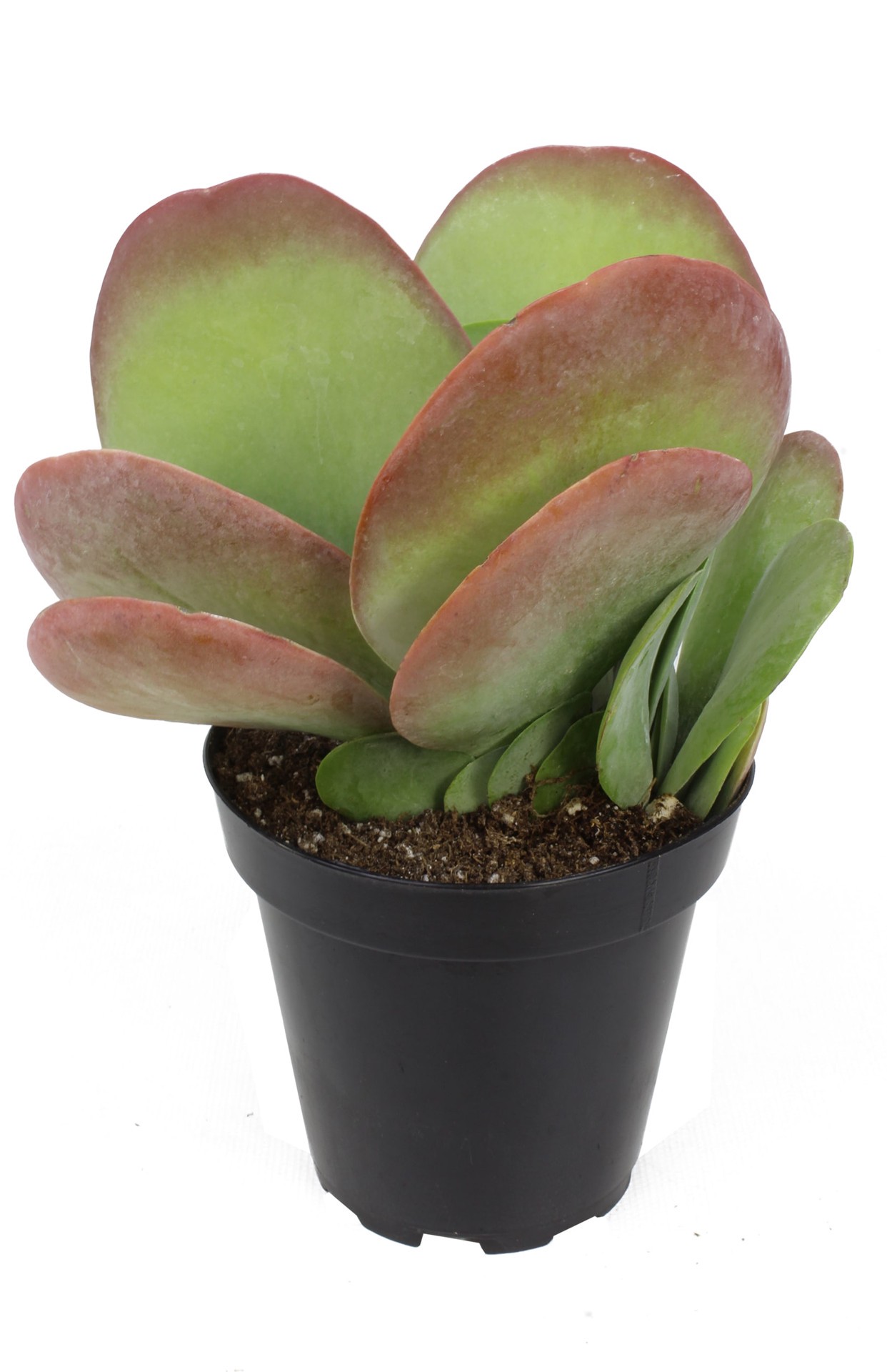 slide 3 of 4, Lowe's 1 -Pack Succulent in 4 -oz Pot, 1 ct
