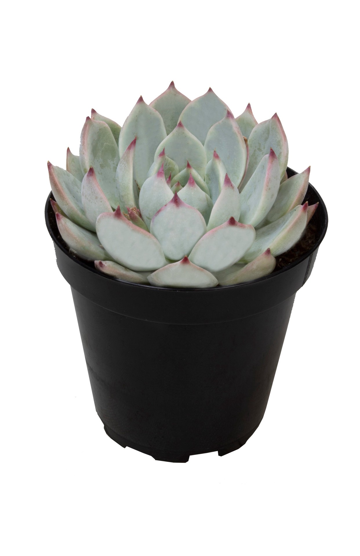 slide 4 of 4, Lowe's 1 -Pack Succulent in 4 -oz Pot, 1 ct
