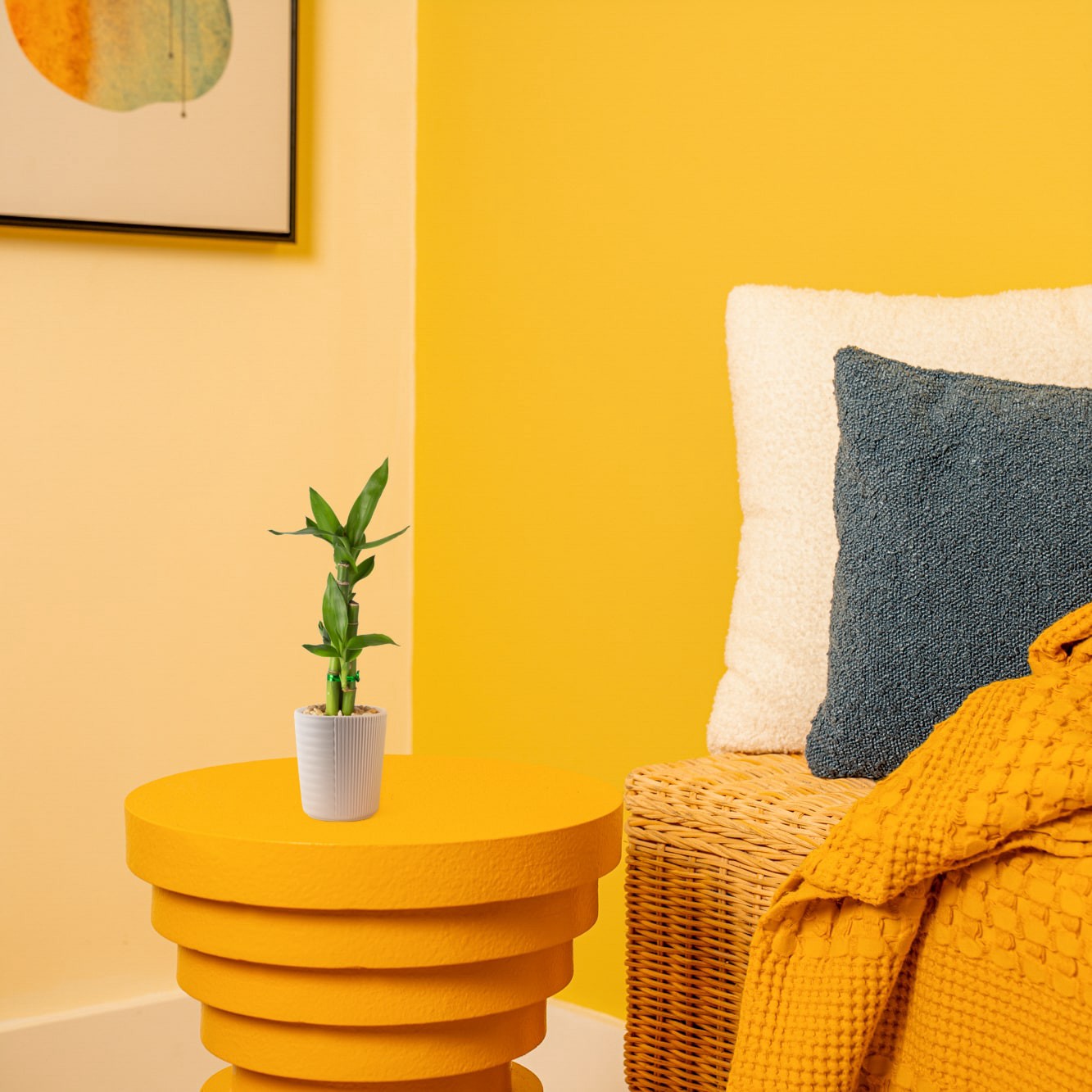 slide 3 of 6, Costa Farms Specialty Lucky Bamboo House plant in 4 Ounce(s) Planter 1 -Pack, 1 ct