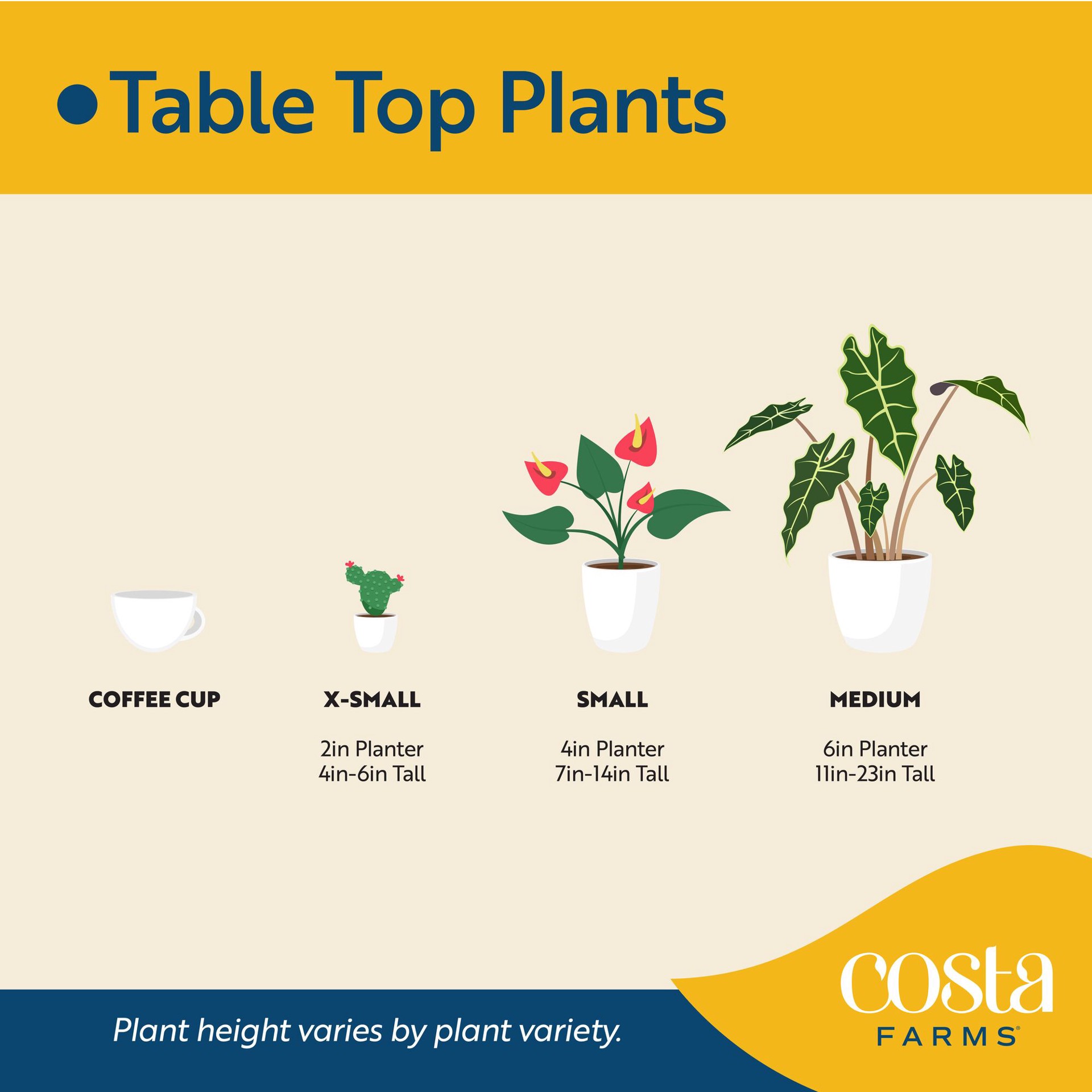 slide 6 of 6, Costa Farms Specialty Lucky Bamboo House plant in 4 Ounce(s) Planter 1 -Pack, 1 ct