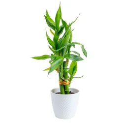 Costa Farms Specialty Lucky Bamboo House plant in 4 Ounce(s) Planter 1 -Pack