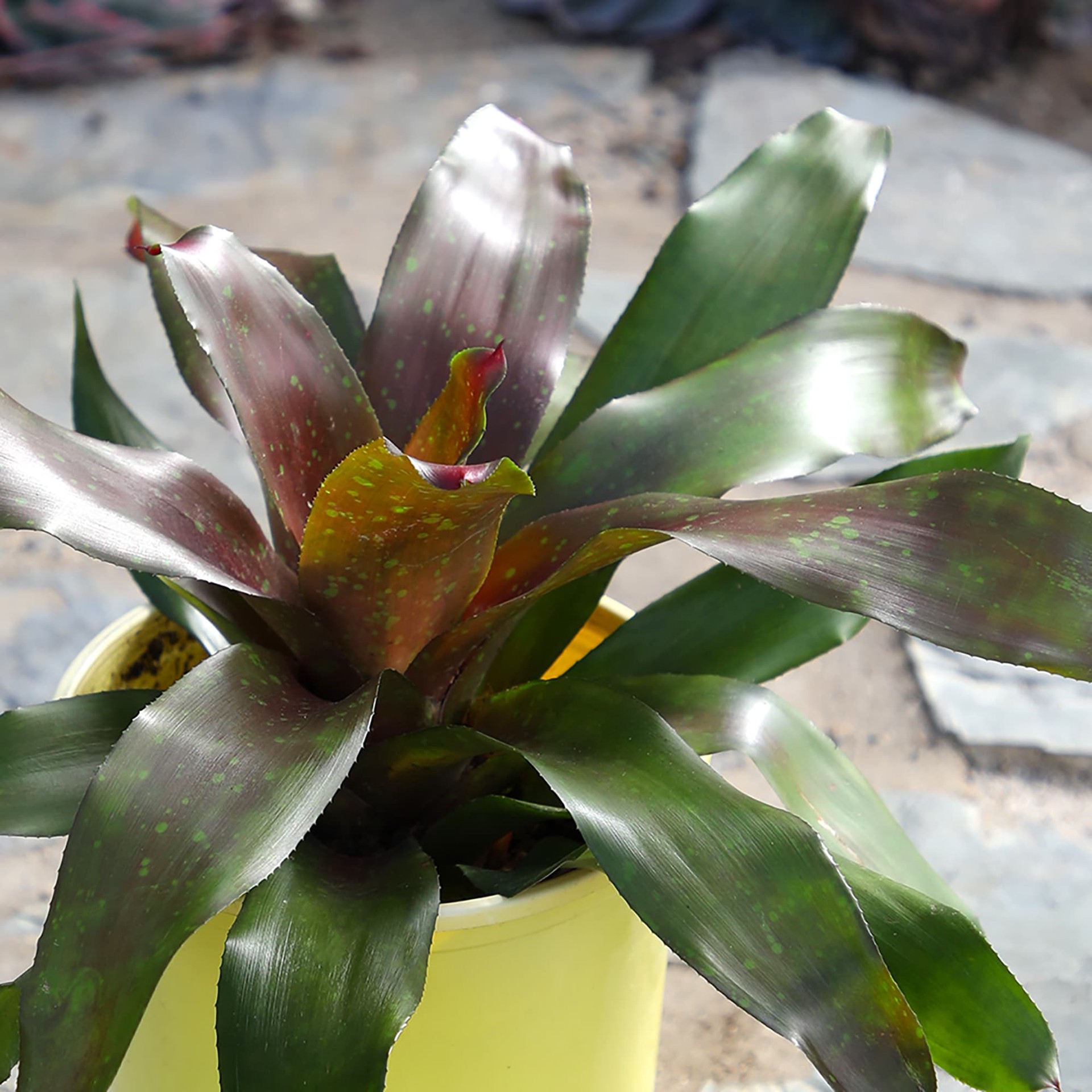 slide 2 of 2, Lowe's Bromeliad House plant in 1.4 Quart(s), 1 ct