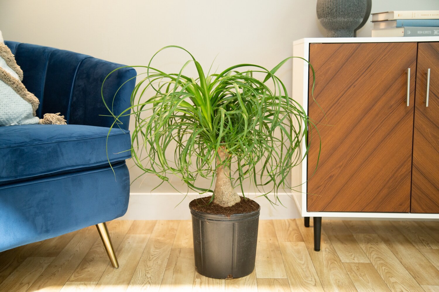 slide 2 of 2, Lowe's White Ponytail Palm House plant in 1.72 Gallon(s) Pot 1 -Pack, 1 ct