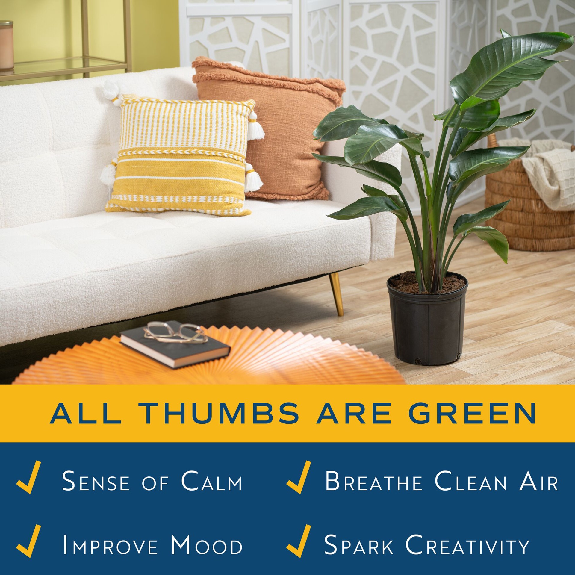 slide 3 of 6, Lowe's White Bird of Paradise House plant in 1.75 Gallon(s) Pot 1 -Pack, 1 ct