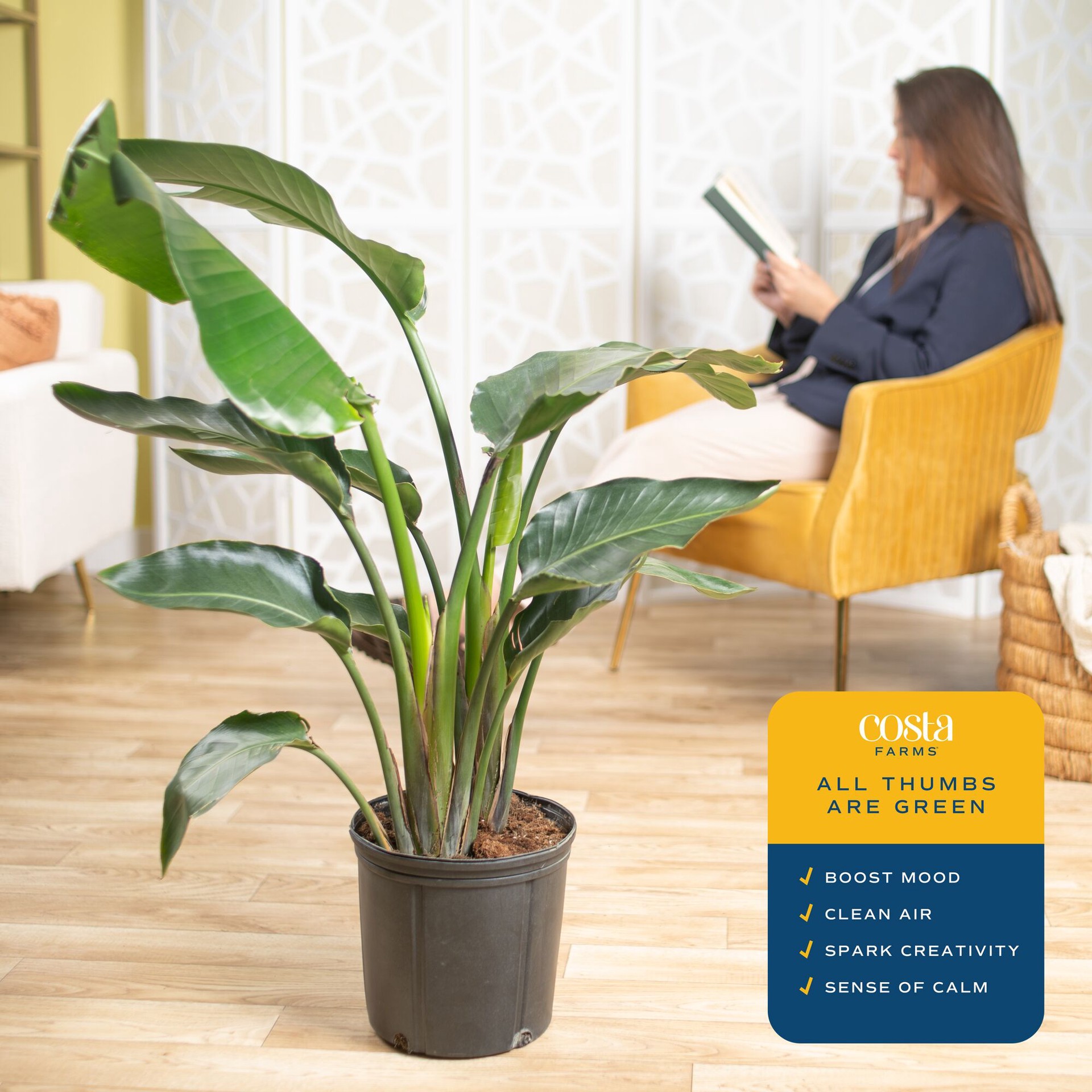 slide 4 of 6, Lowe's White Bird of Paradise House plant in 1.75 Gallon(s) Pot 1 -Pack, 1 ct