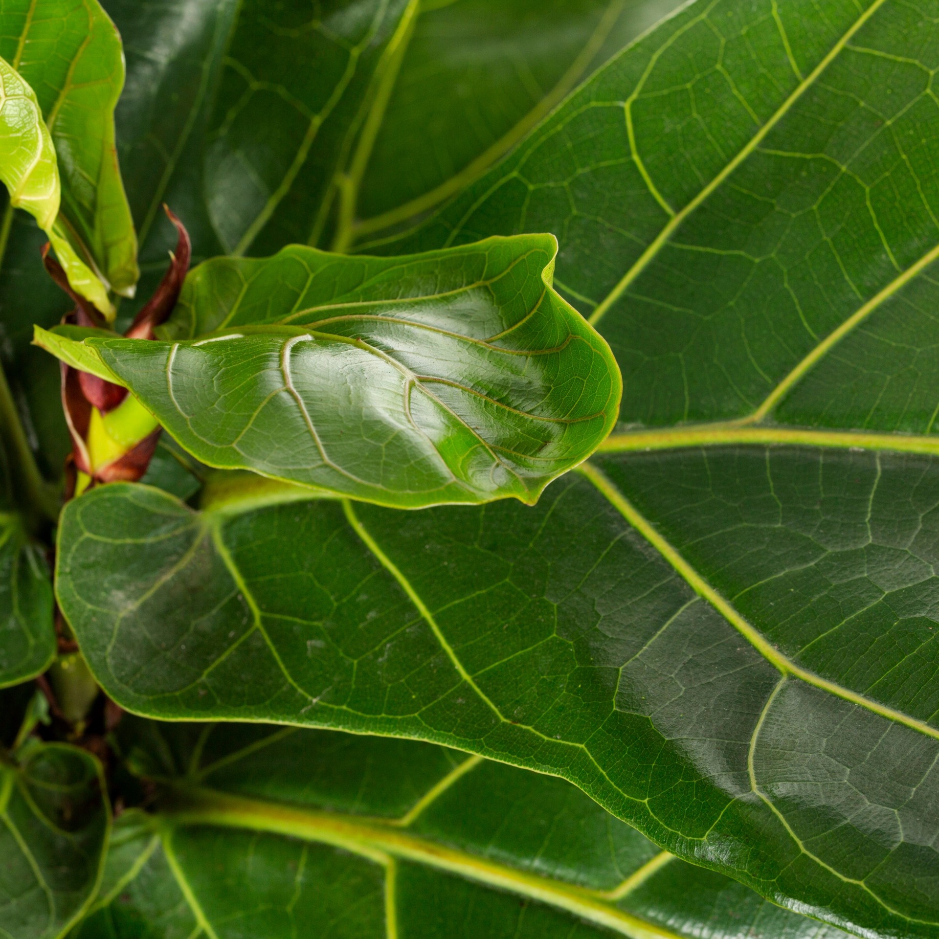 slide 2 of 2, Lowe's Ficus House plant in 1.4 Quart(s), 1 ct