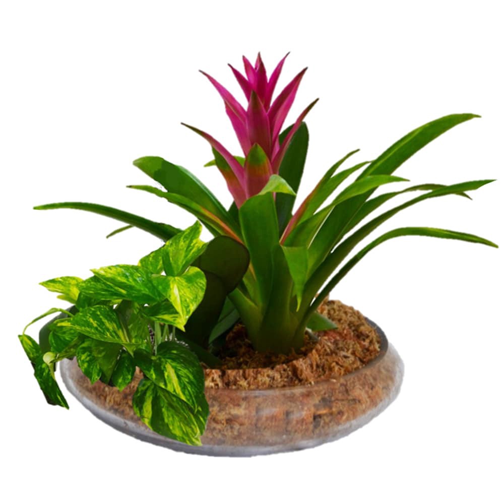 slide 1 of 1, Better-Gro Mixed Bromeliads House plant in, 1 ct