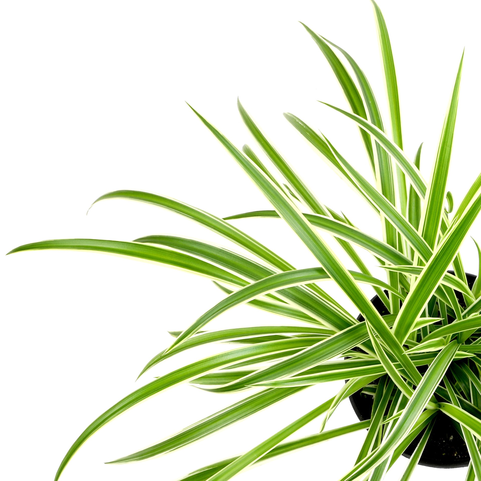 slide 2 of 2, Lowe's Spider Plant House plant in 3.2 Quart(s), 1 ct