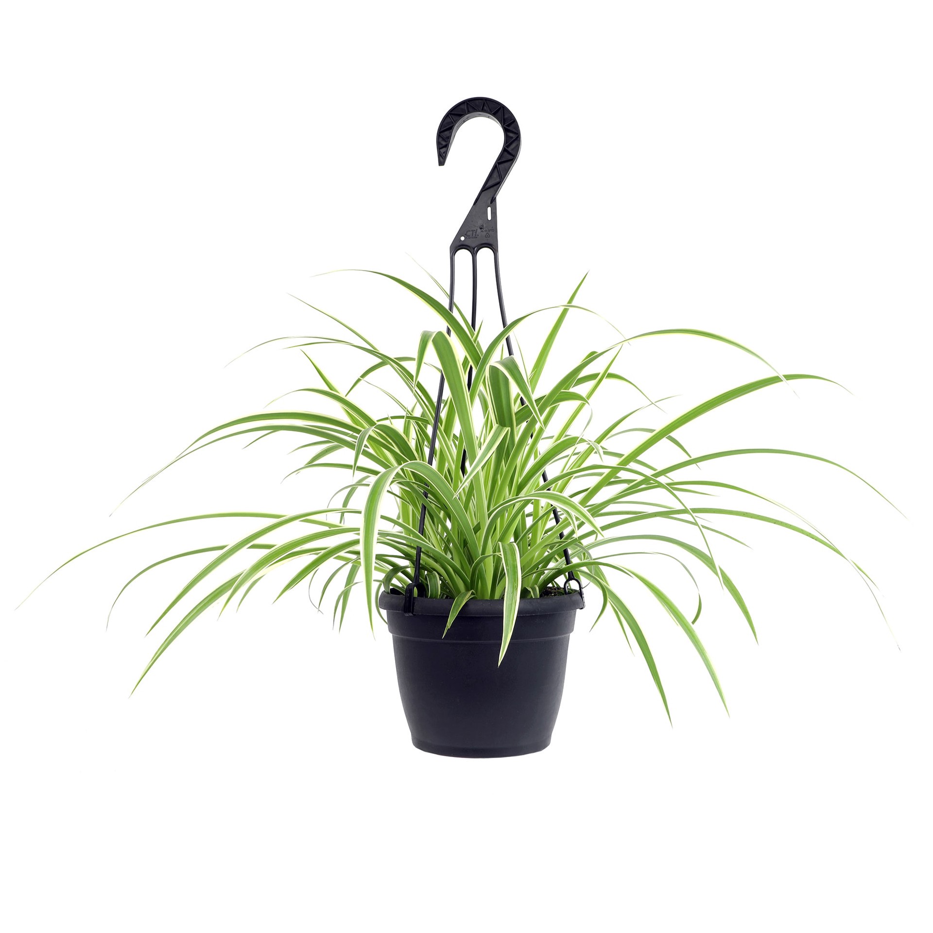slide 1 of 2, Lowe's Spider Plant House plant in 3.2 Quart(s), 1 ct