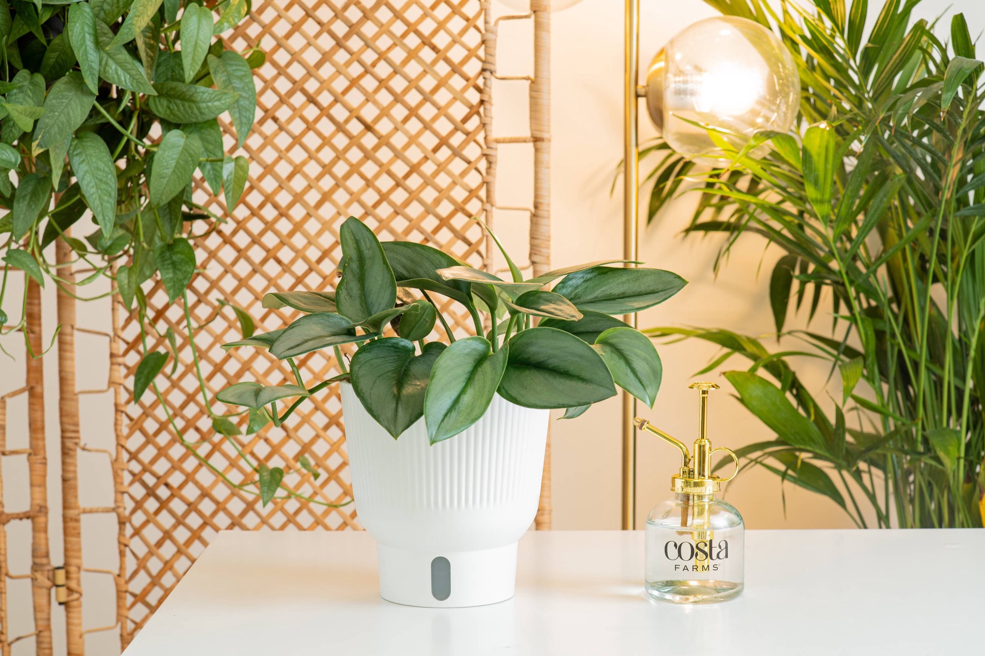 slide 5 of 6, Trending Tropicals Scindapsus House plant in 1.4 Quart(s) Planter 1 -Pack, 1 ct