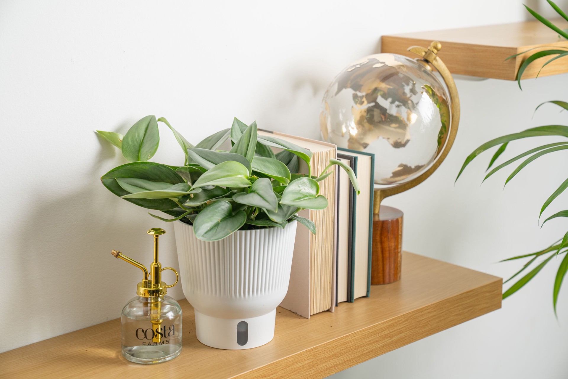 slide 6 of 6, Trending Tropicals Scindapsus House plant in 1.4 Quart(s) Planter 1 -Pack, 1 ct