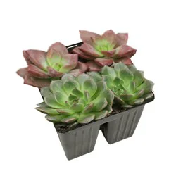 Lowe's Succulents House plant in 6.4 Ounce(s) Pot 1 -Pack