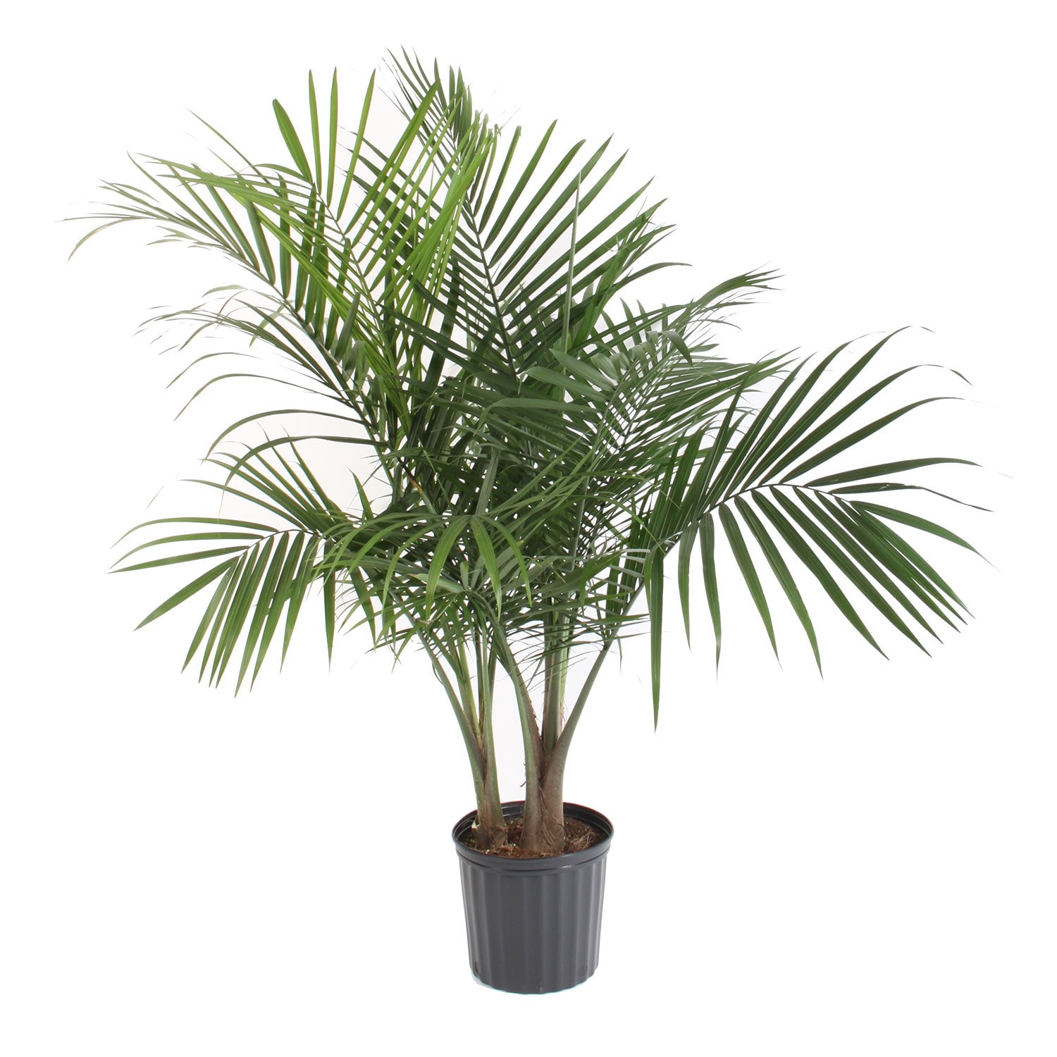 slide 6 of 6, Lowe's Majesty Palm House plant in 1.94 Gallon(s) Pot 1 -Pack, 1 ct