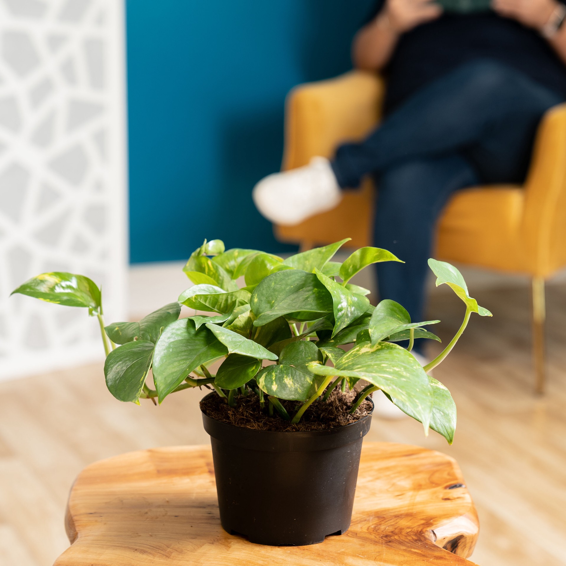 slide 4 of 6, Lowe's Pothos House plant in 1.4 Quart(s) Pot 1 -Pack, 1 ct