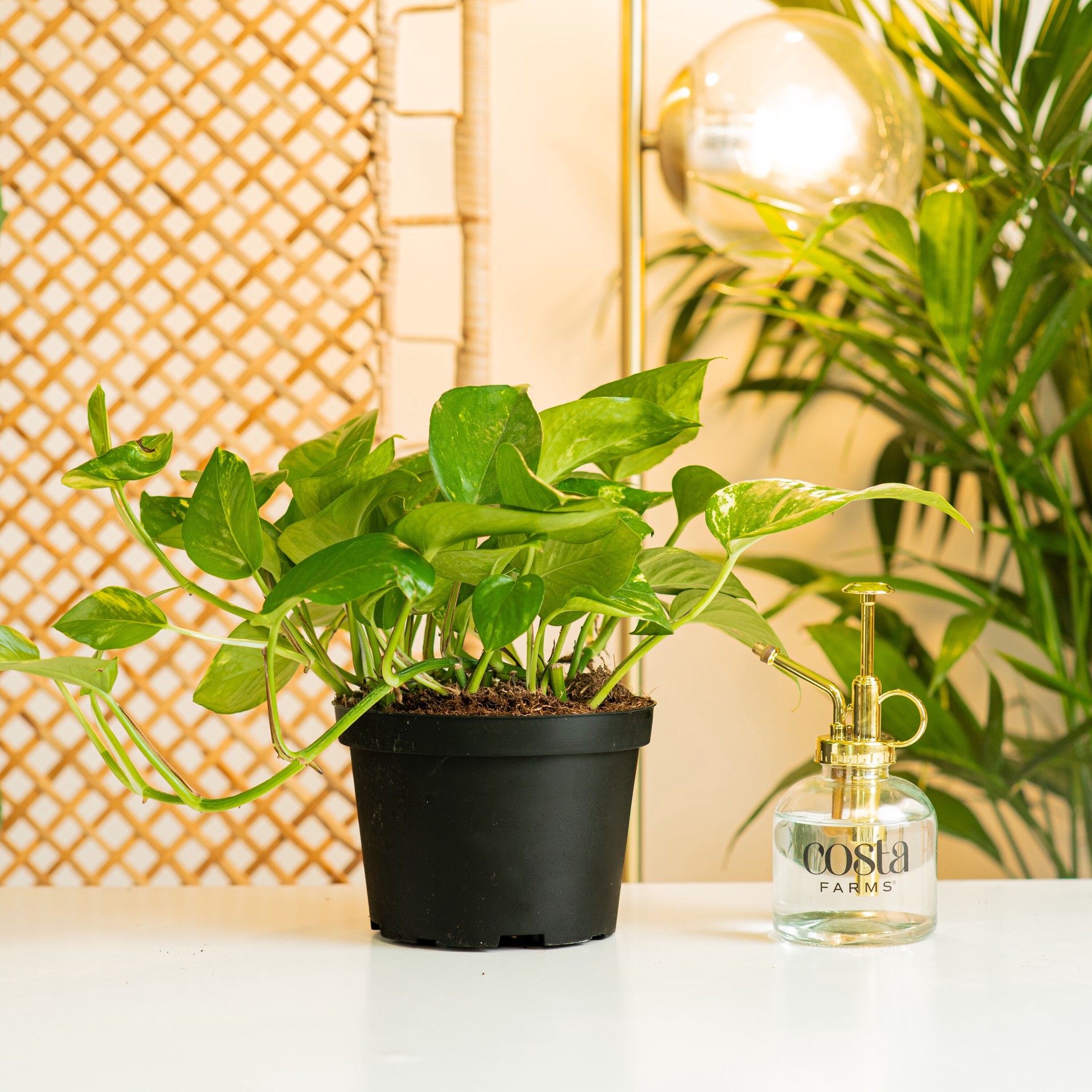 slide 5 of 6, Lowe's Pothos House plant in 1.4 Quart(s) Pot 1 -Pack, 1 ct