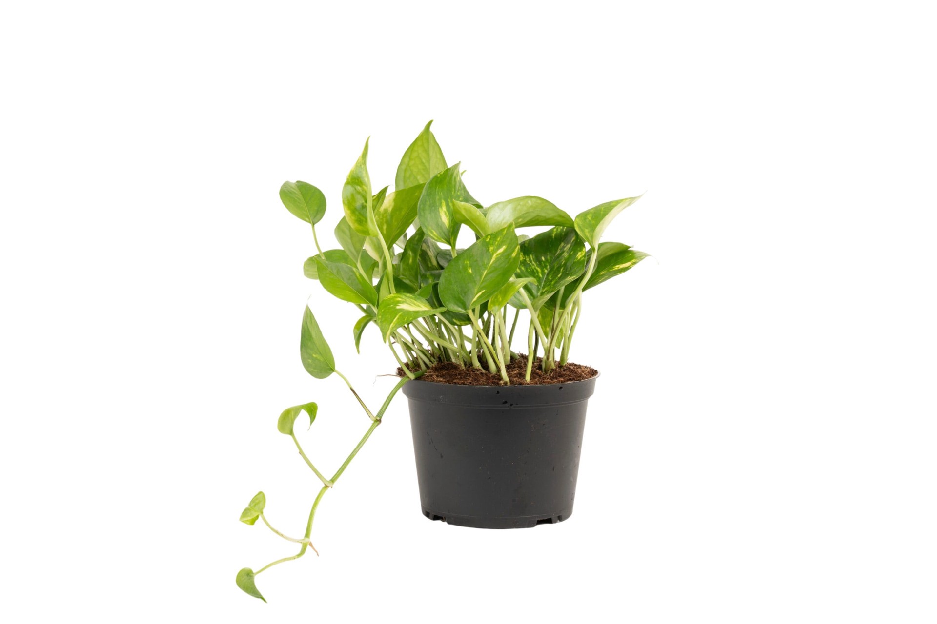 slide 1 of 6, Lowe's Pothos House plant in 1.4 Quart(s) Pot 1 -Pack, 1 ct
