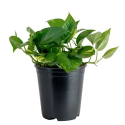Lowe's Pothos House plant in 1.4 Quart(s) Self-watering pot 1 -Pack