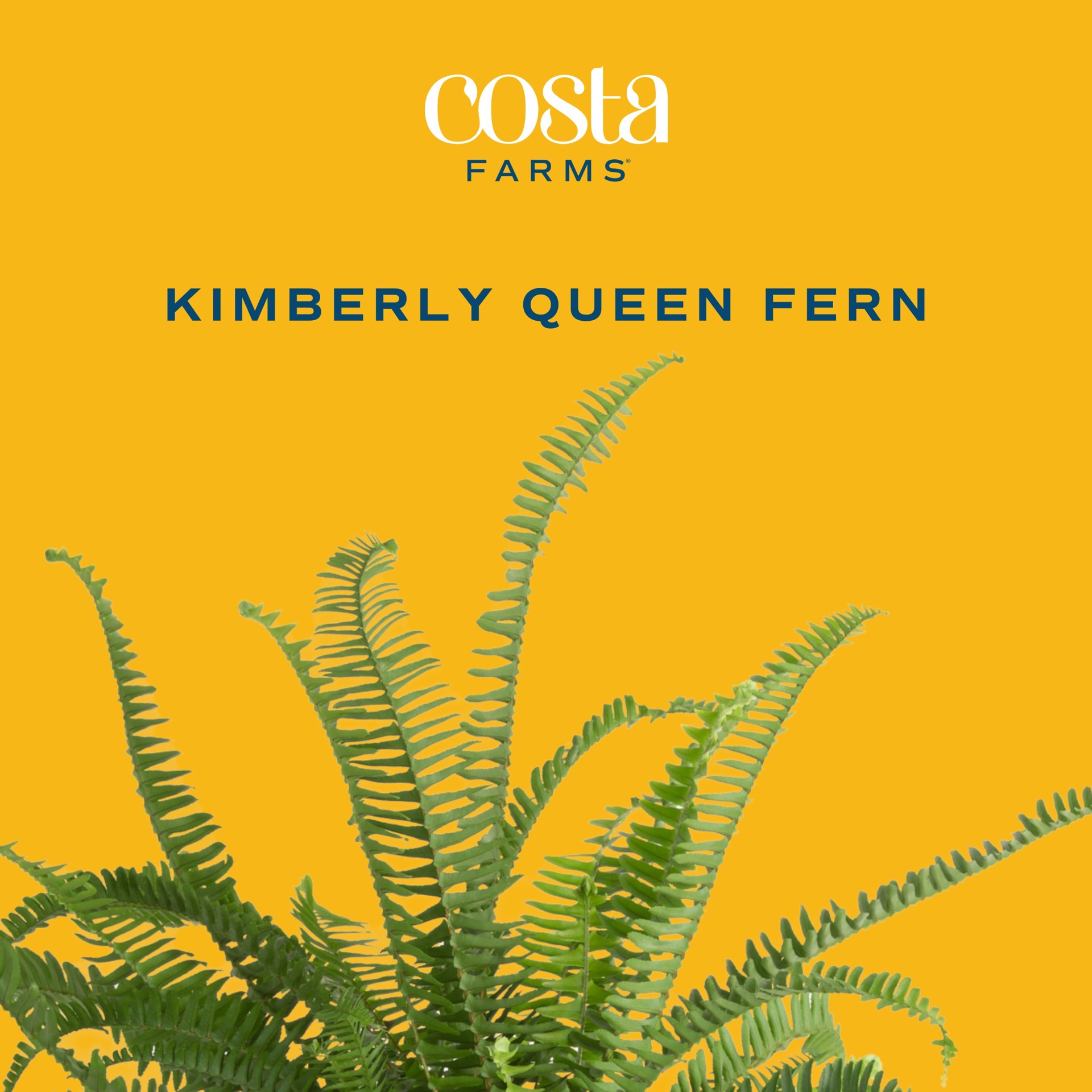 slide 2 of 6, Lowe's Fern House plant in 1.4 Quart(s) Self-watering pot 1 -Pack, 1 ct