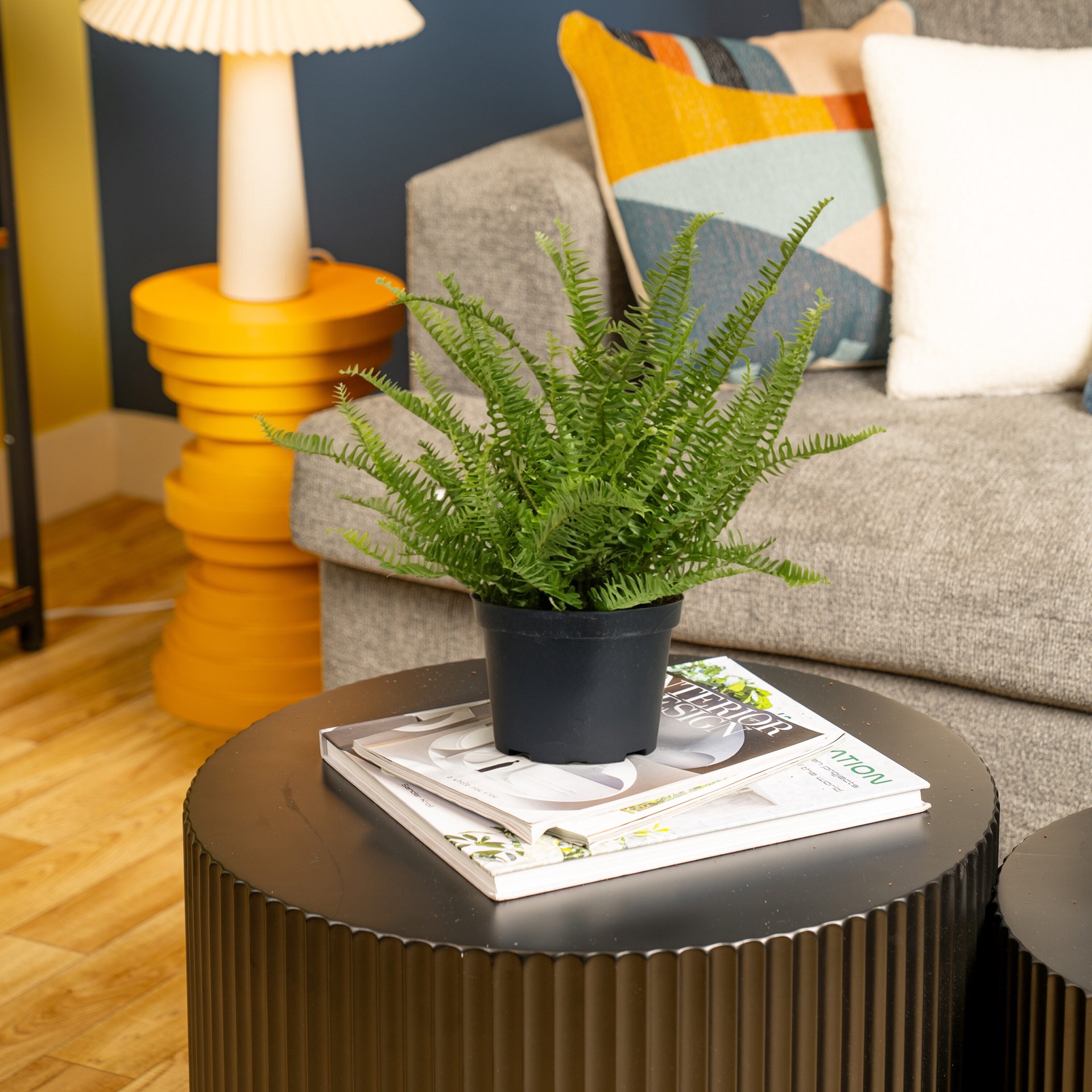 slide 3 of 6, Lowe's Fern House plant in 1.4 Quart(s) Self-watering pot 1 -Pack, 1 ct