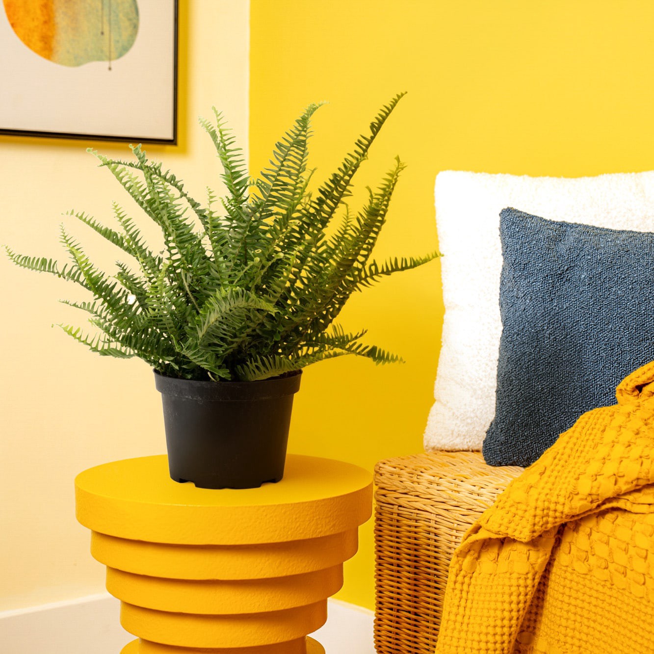 slide 4 of 6, Lowe's Fern House plant in 1.4 Quart(s) Self-watering pot 1 -Pack, 1 ct