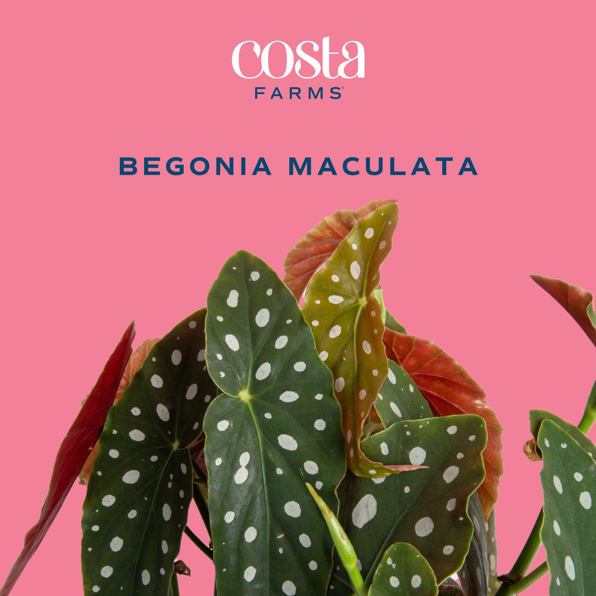 slide 2 of 6, Lowe's White Begonia House plant in 1.4 Quart(s) Planter 1 -Pack, 1 ct