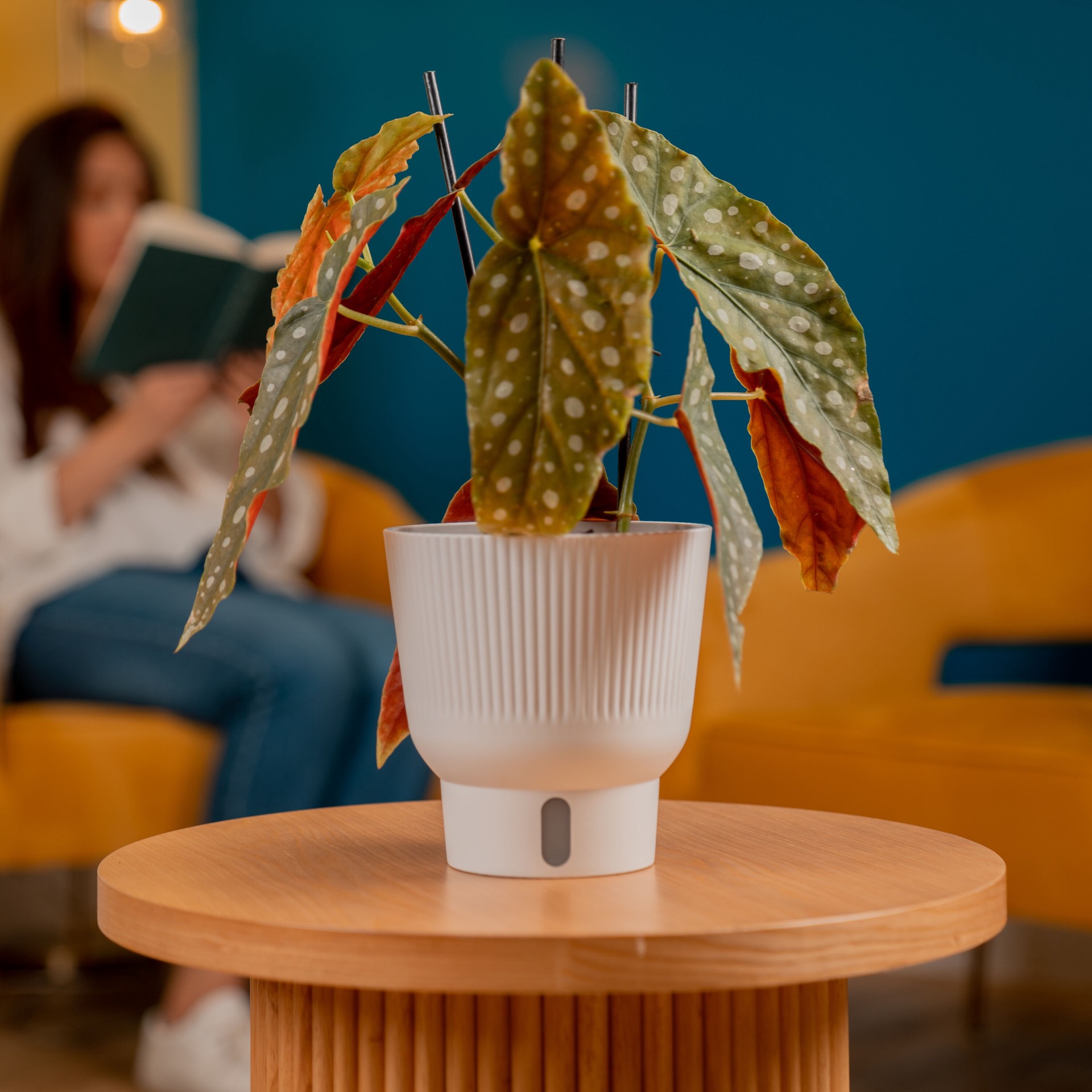 slide 3 of 6, Lowe's White Begonia House plant in 1.4 Quart(s) Planter 1 -Pack, 1 ct