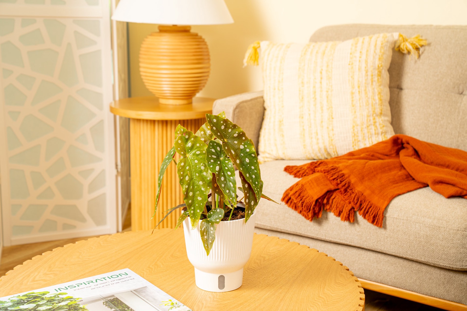 slide 4 of 6, Lowe's White Begonia House plant in 1.4 Quart(s) Planter 1 -Pack, 1 ct