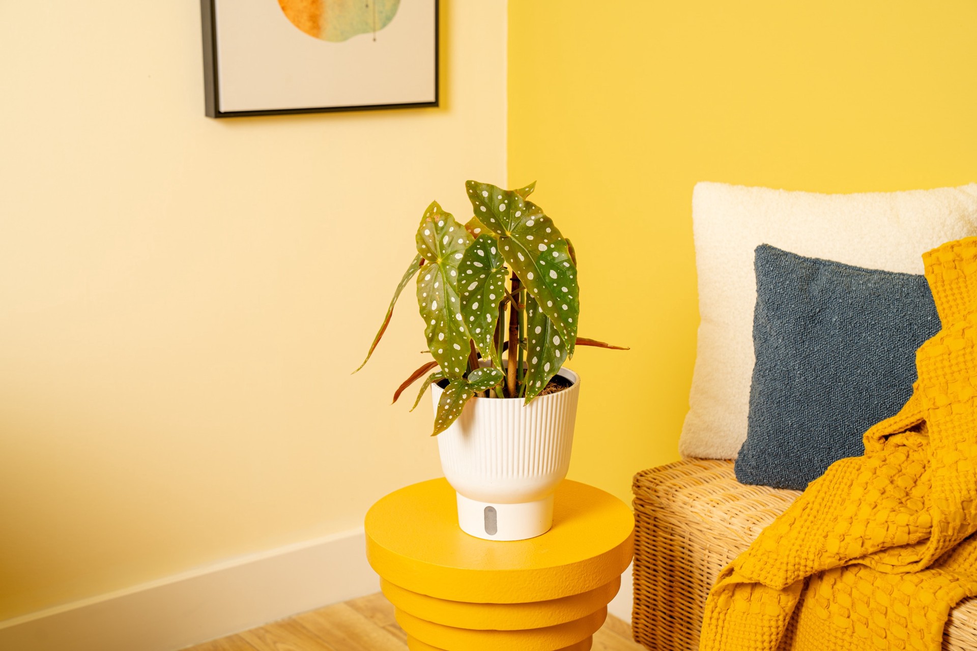 slide 6 of 6, Lowe's White Begonia House plant in 1.4 Quart(s) Planter 1 -Pack, 1 ct