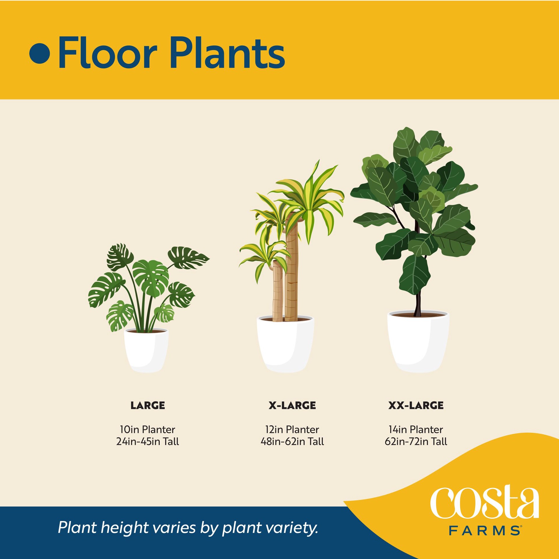 slide 4 of 5, Lowe's Dracaena House plant in 2.25 Gallon(s) Pot 1 -Pack, 1 ct