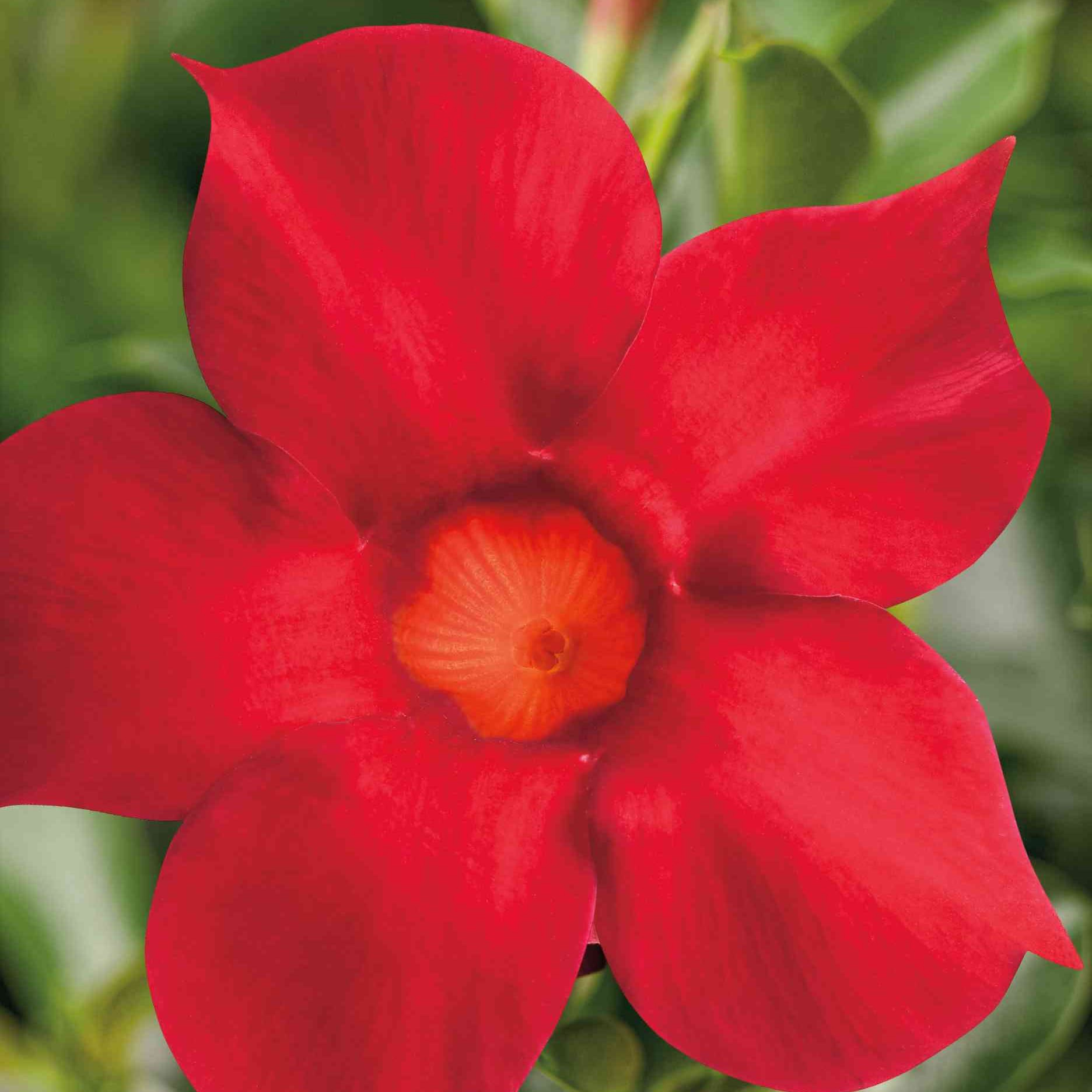 slide 2 of 4, Lowe's Mandevilla Flowering Shrub in 1 -Tray Planter 6 -Pack with Red Blooms, 1 ct