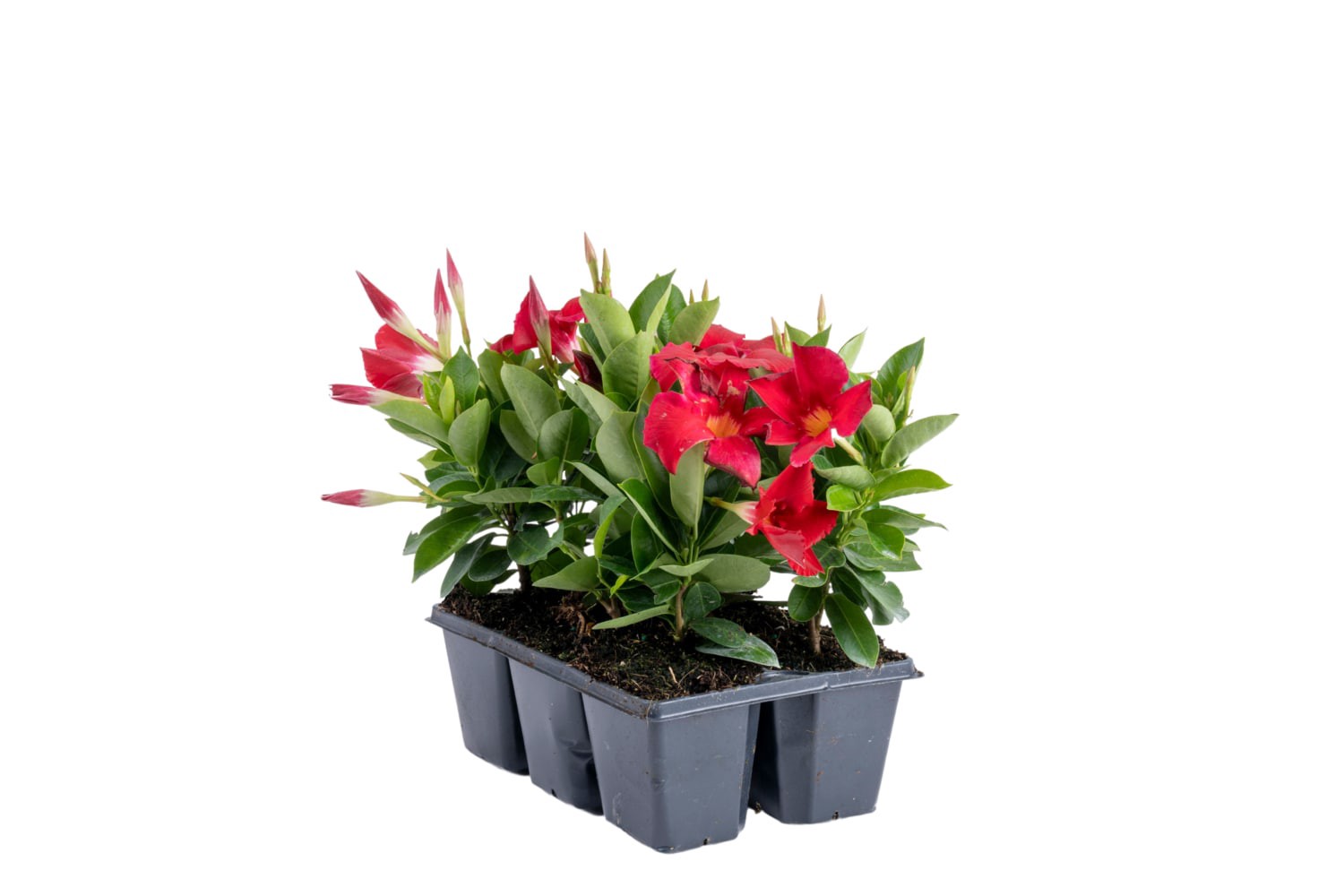 slide 1 of 4, Lowe's Mandevilla Flowering Shrub in 1 -Tray Planter 6 -Pack with Red Blooms, 1 ct