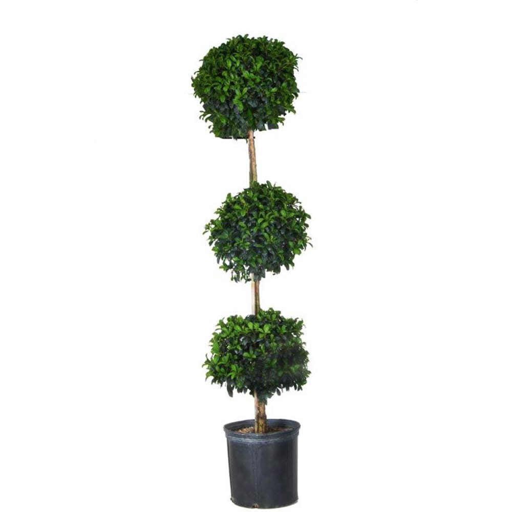 slide 1 of 2, Lowe's Eugenia Topiary Feature Shrub in 1.50 -Gallon Pot 1 -Pack with White Blooms, 1 ct