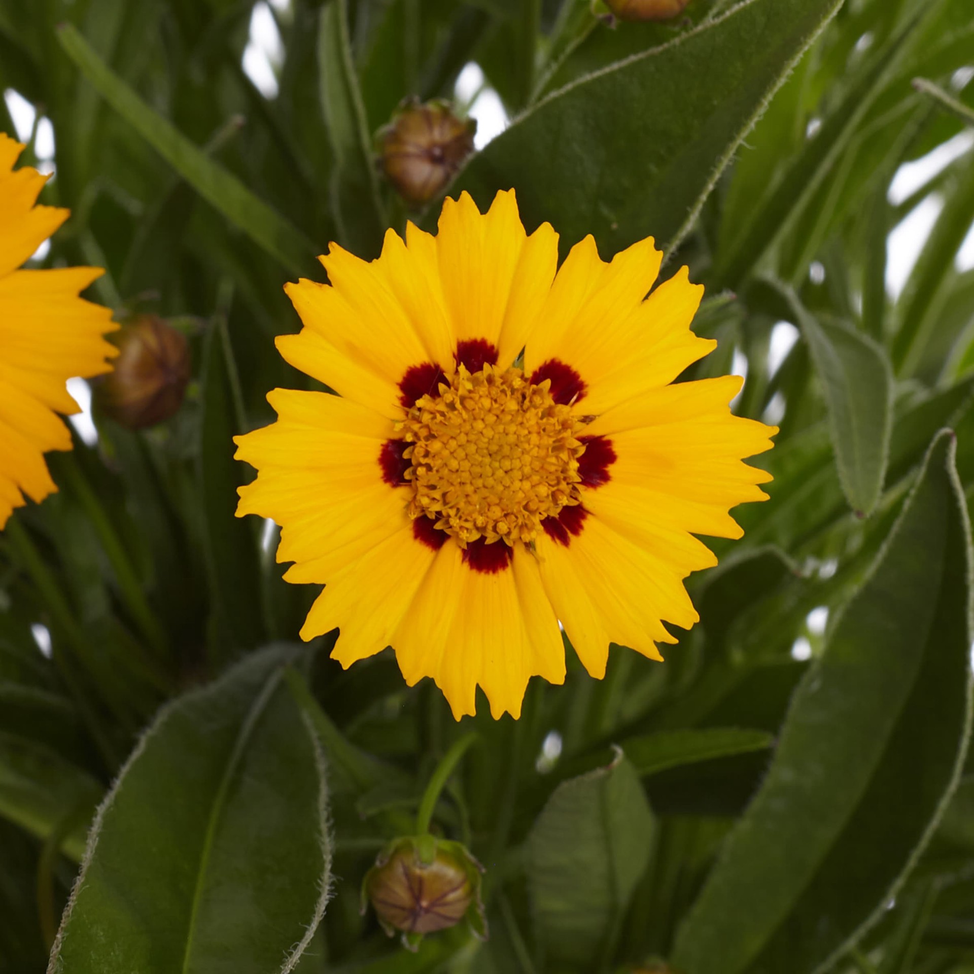 slide 2 of 2, Lowe's Multicolor Coreopsis Plant in 2.5-Quart Pot, 1 ct