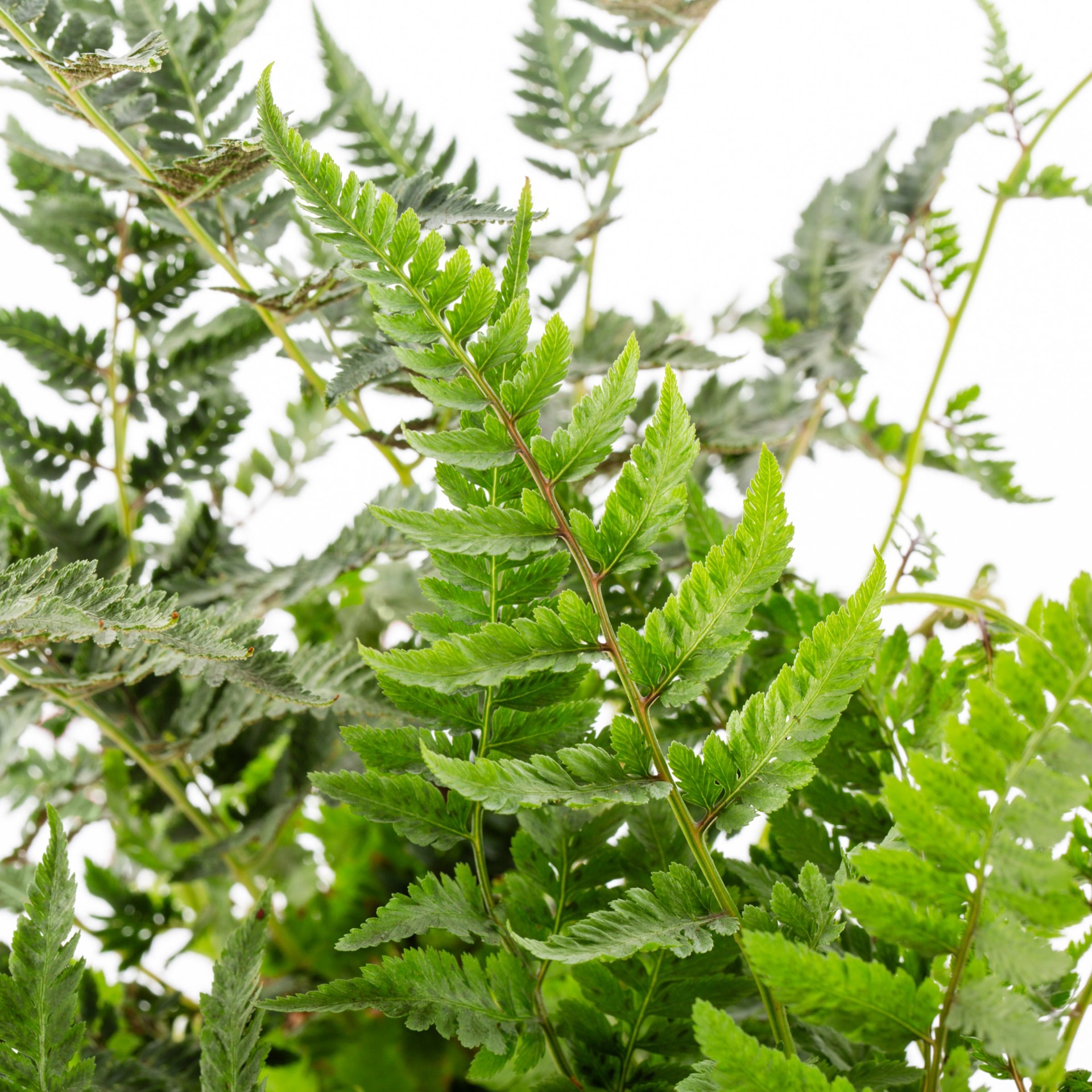 slide 2 of 2, Lowe's Fern Plant in 2.5 -Quart Pot, 1 ct